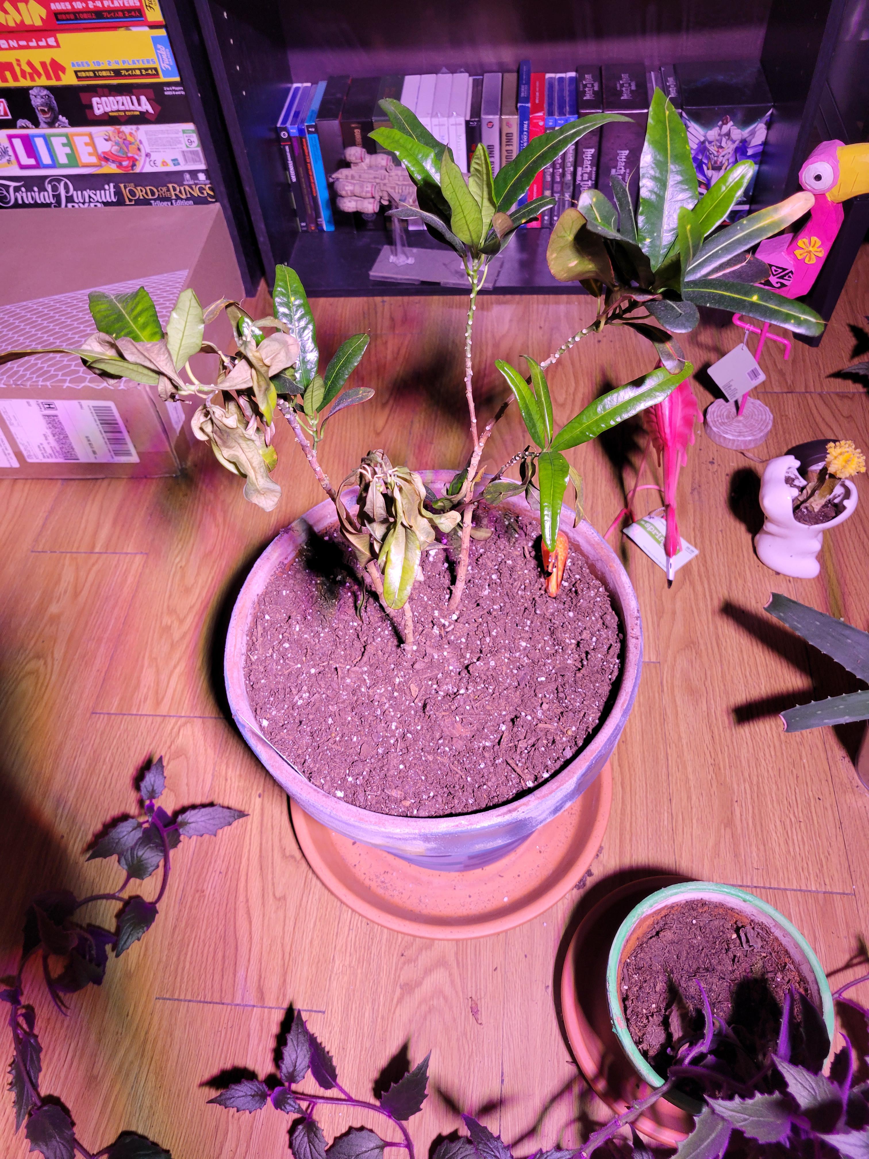 My Croton plant has been wilting recently and I'm not sure why 😢 r