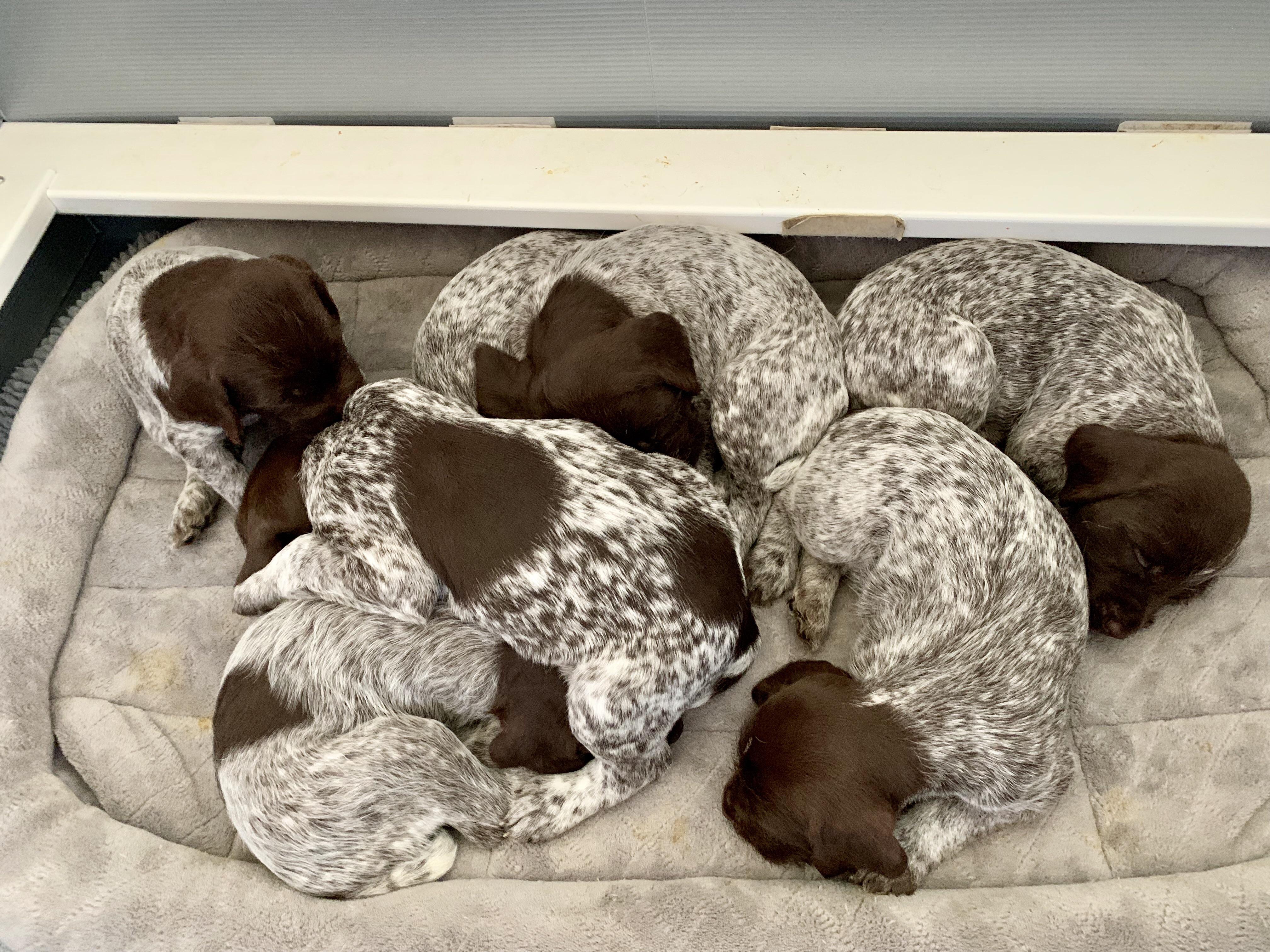 Pile of bird dogs. r/birddogs