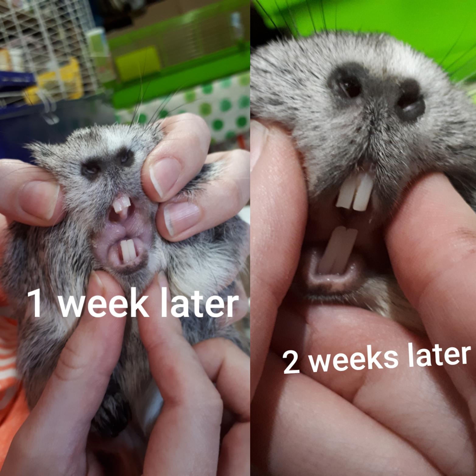 This is how fast piggy teeth can grow unfortunately Nora broke her