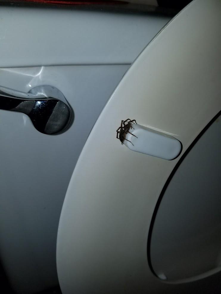 I developed a new phobia today while cleaning the toilet r/pics