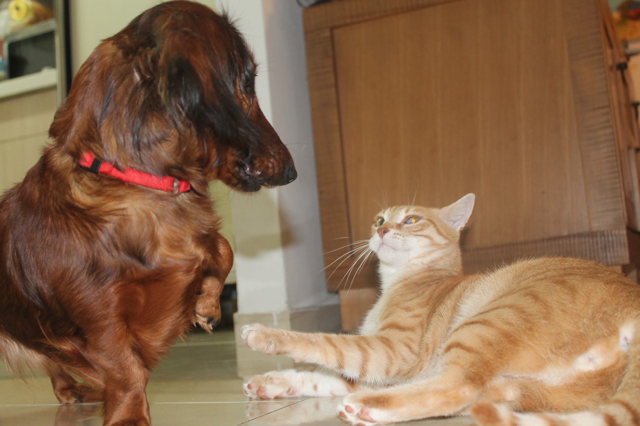 PsBattle dog and cat having a stare down