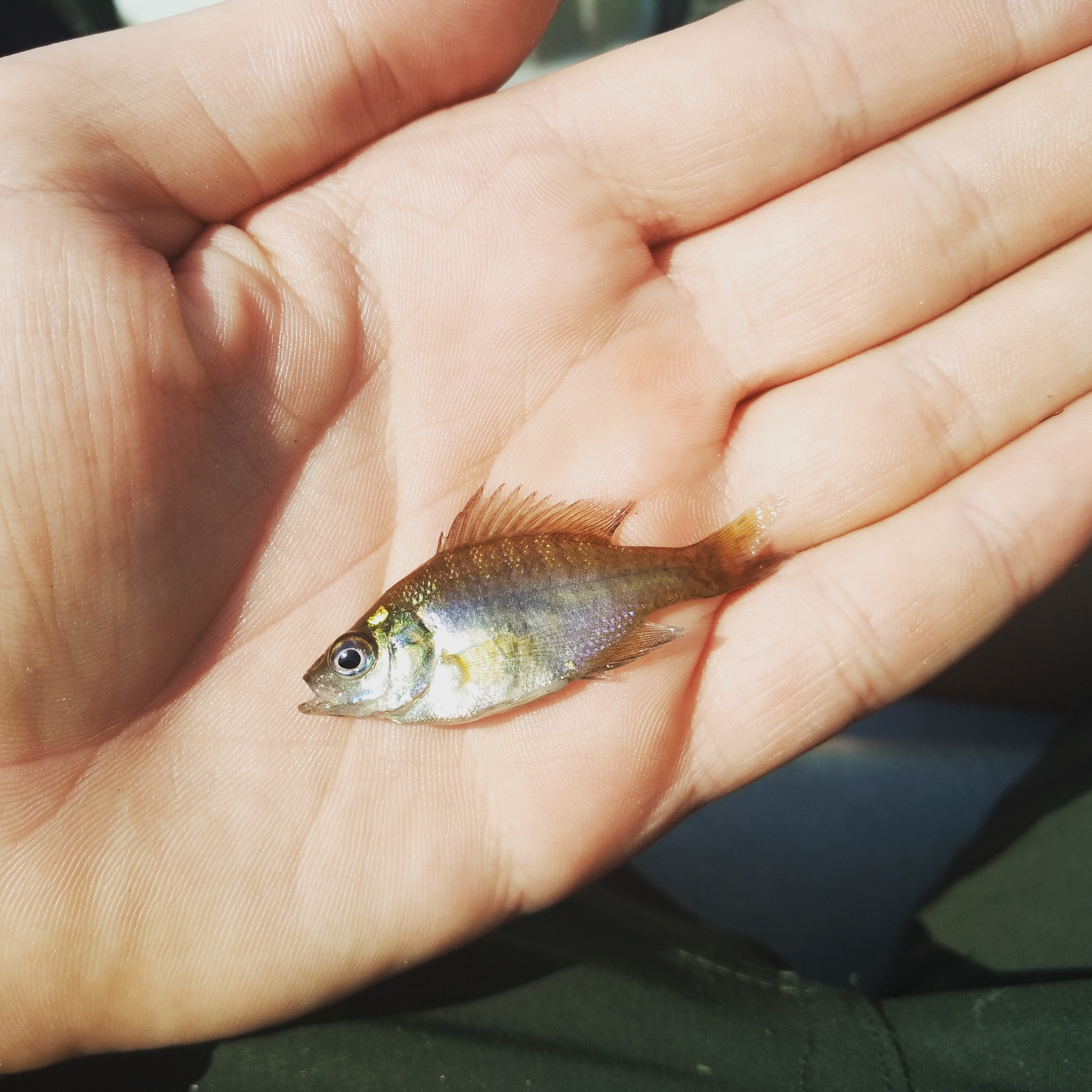 Bluegill Fry