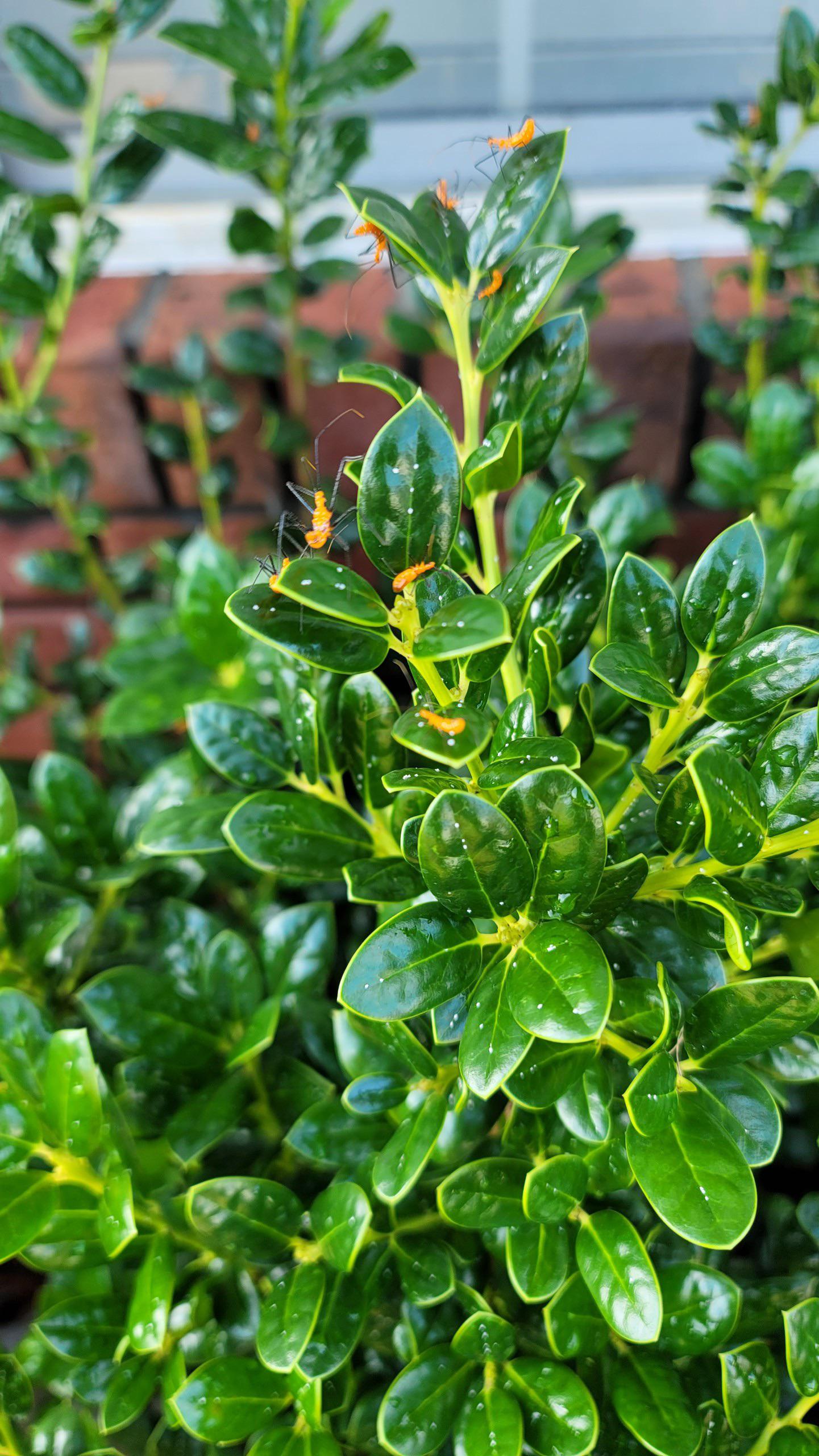What are these orange bugs on my bush? plants
