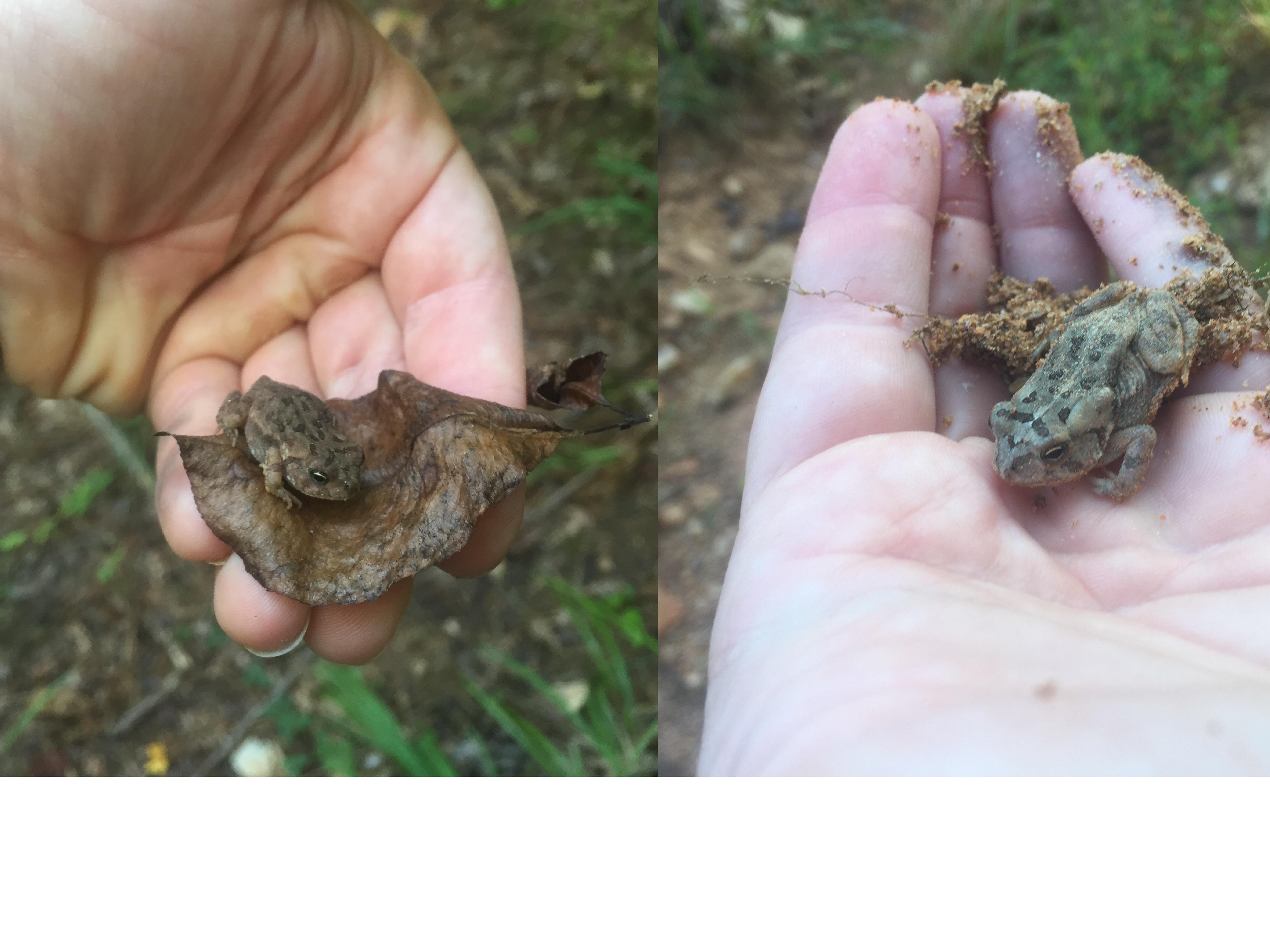 Are these American Toads? The right found in upland, left found in wetlands. (GA) r/herpetology