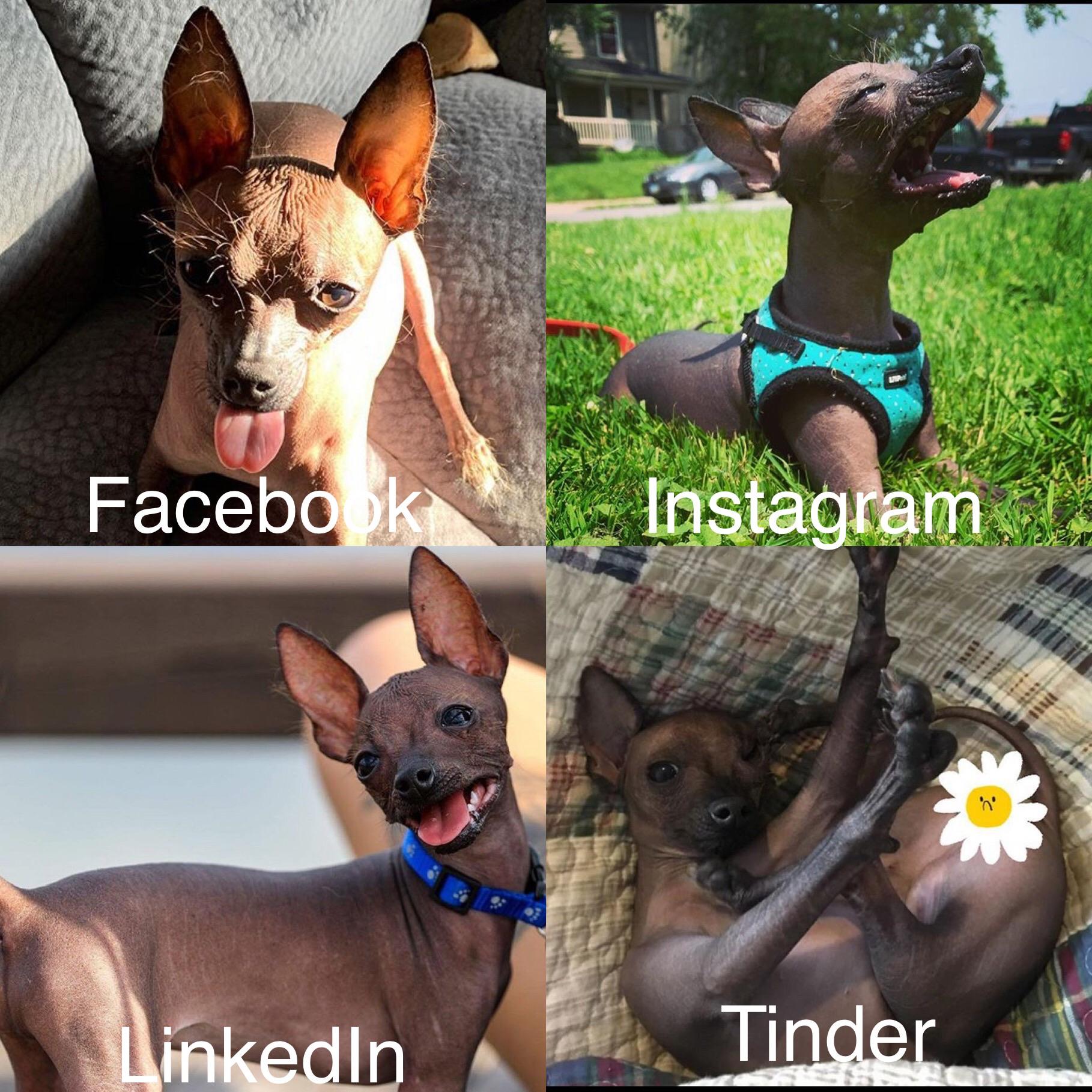 My dog’s version of “Facebook, Instagram, LinkedIn, Tinder” meme! memes