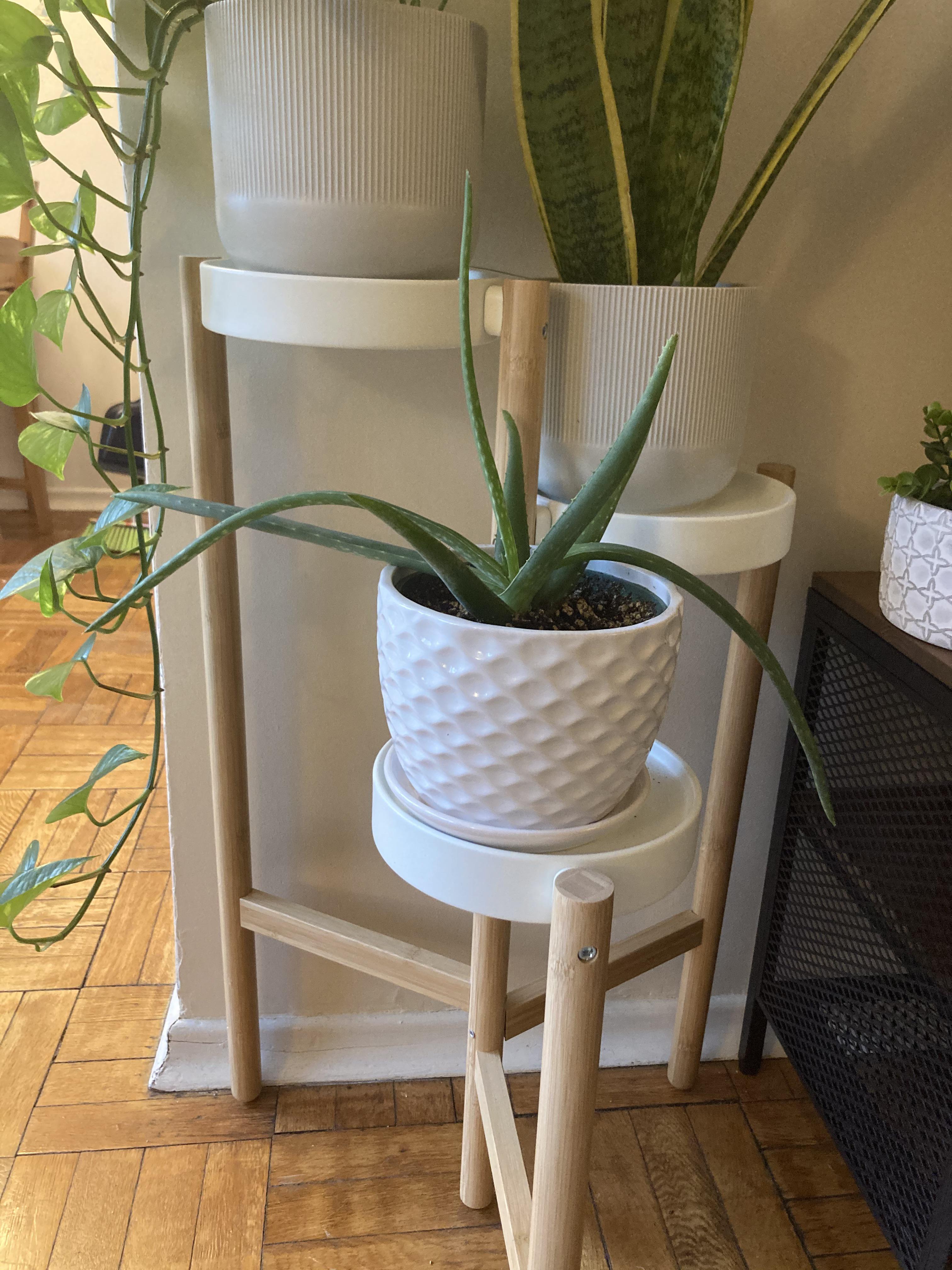 Why is my aloe plant so droopy?