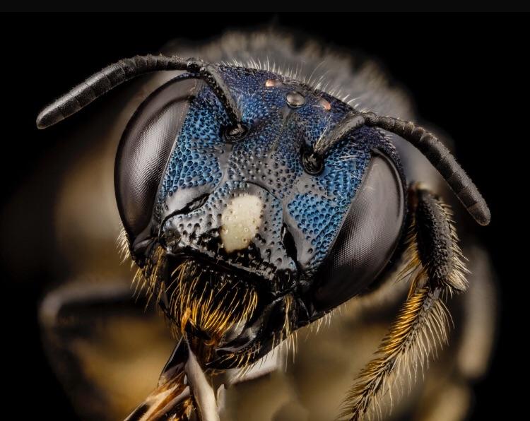 🔥 Bees and similar insects have two large eyes and 3 compound eyes in