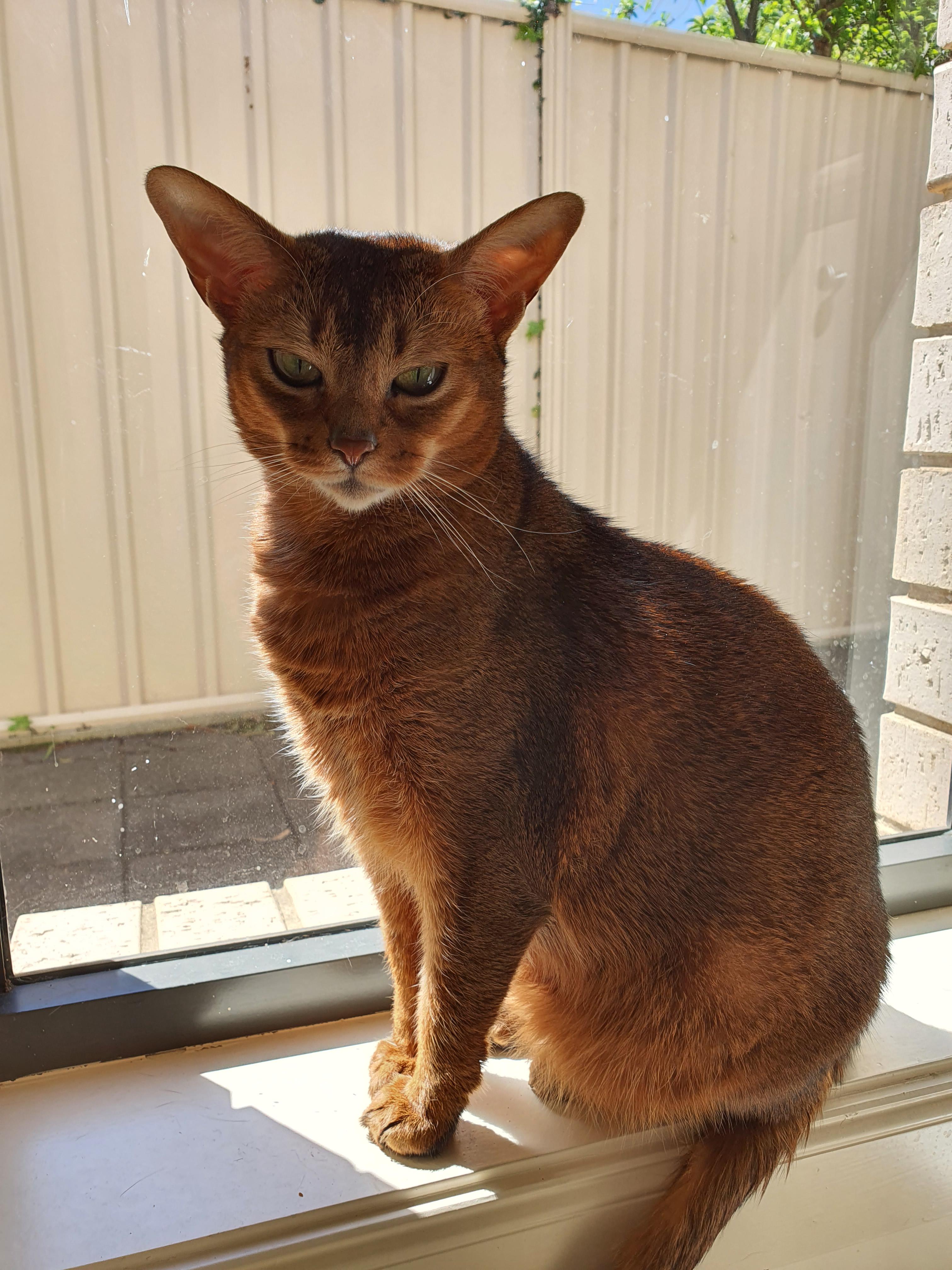 Ripley is looking like a true queen Abyssinians