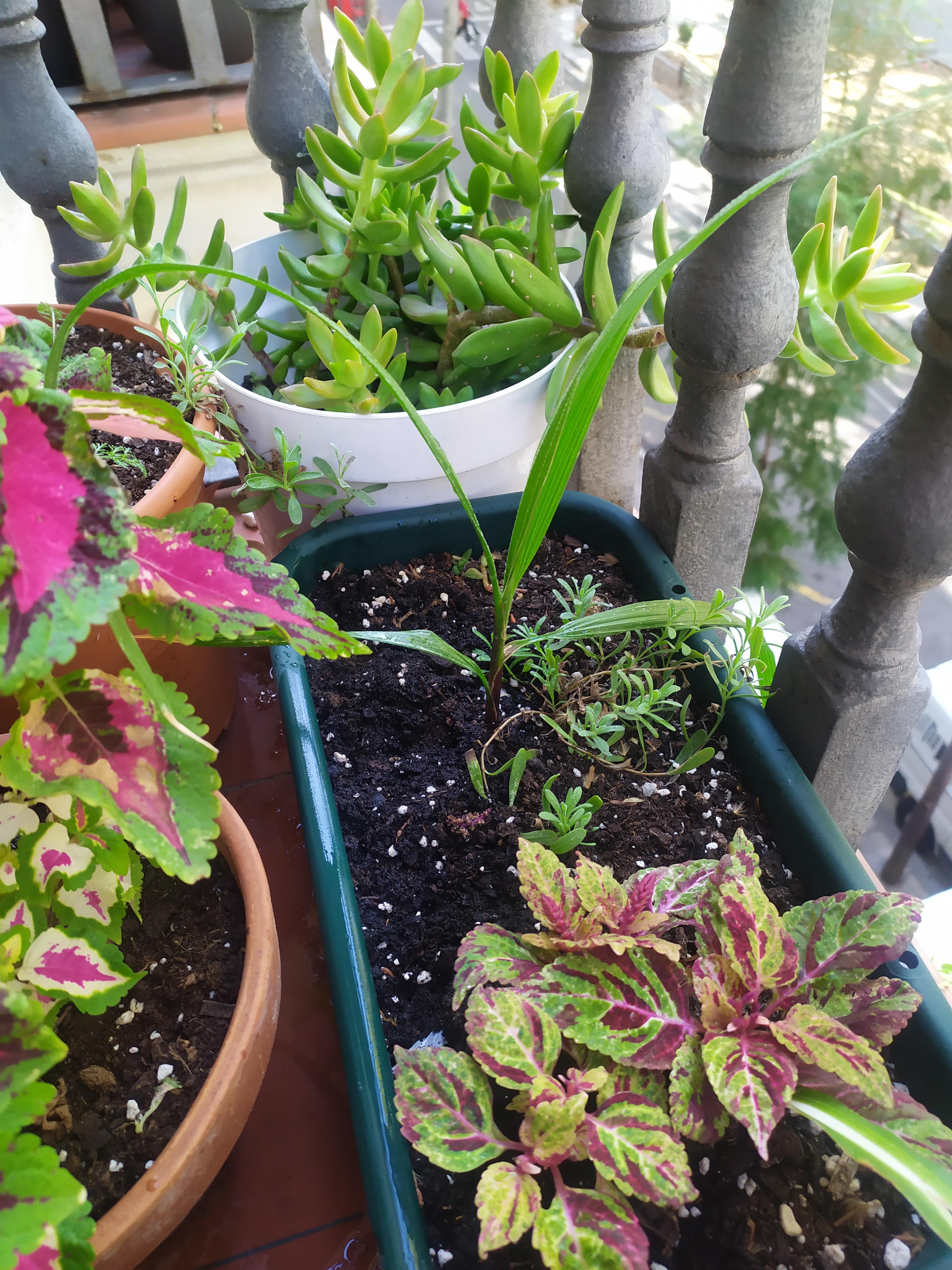 What's this growing next to my lavender, should I kill it? It's from a