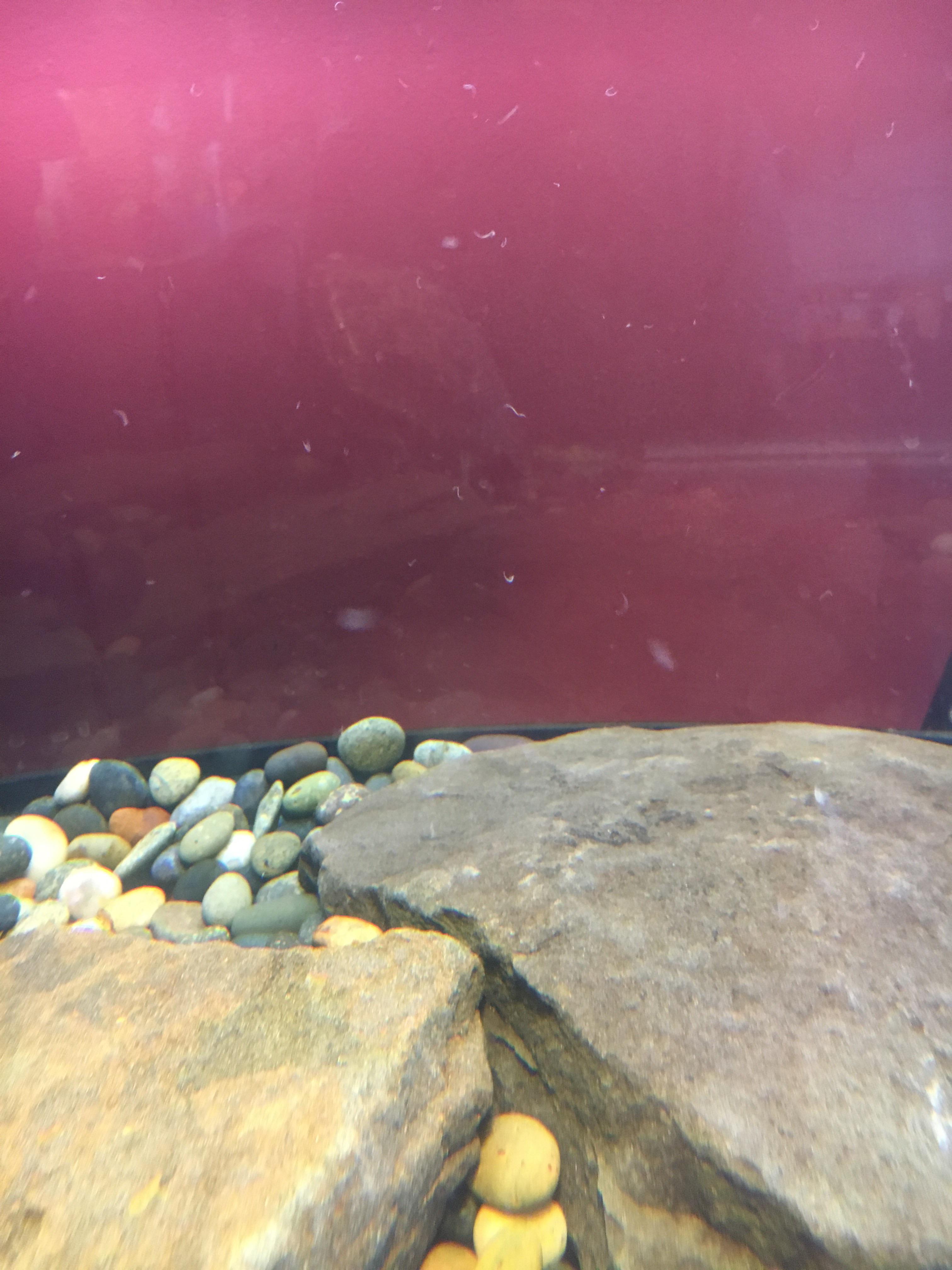 After cleaning my turtles tank I noticed some small worms. I think they