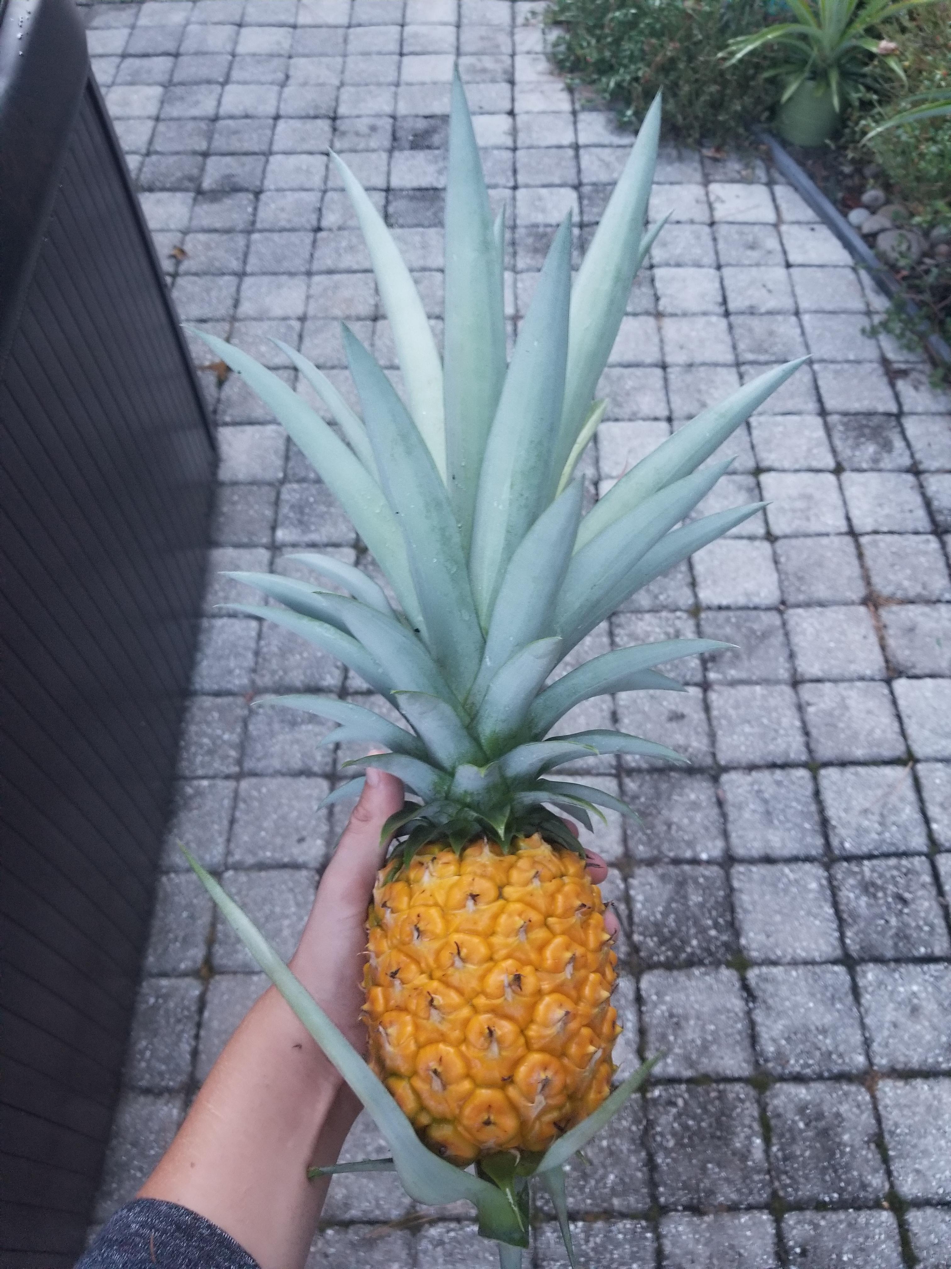 Another pineapple harvest here in SC! This is the largest top I've ever