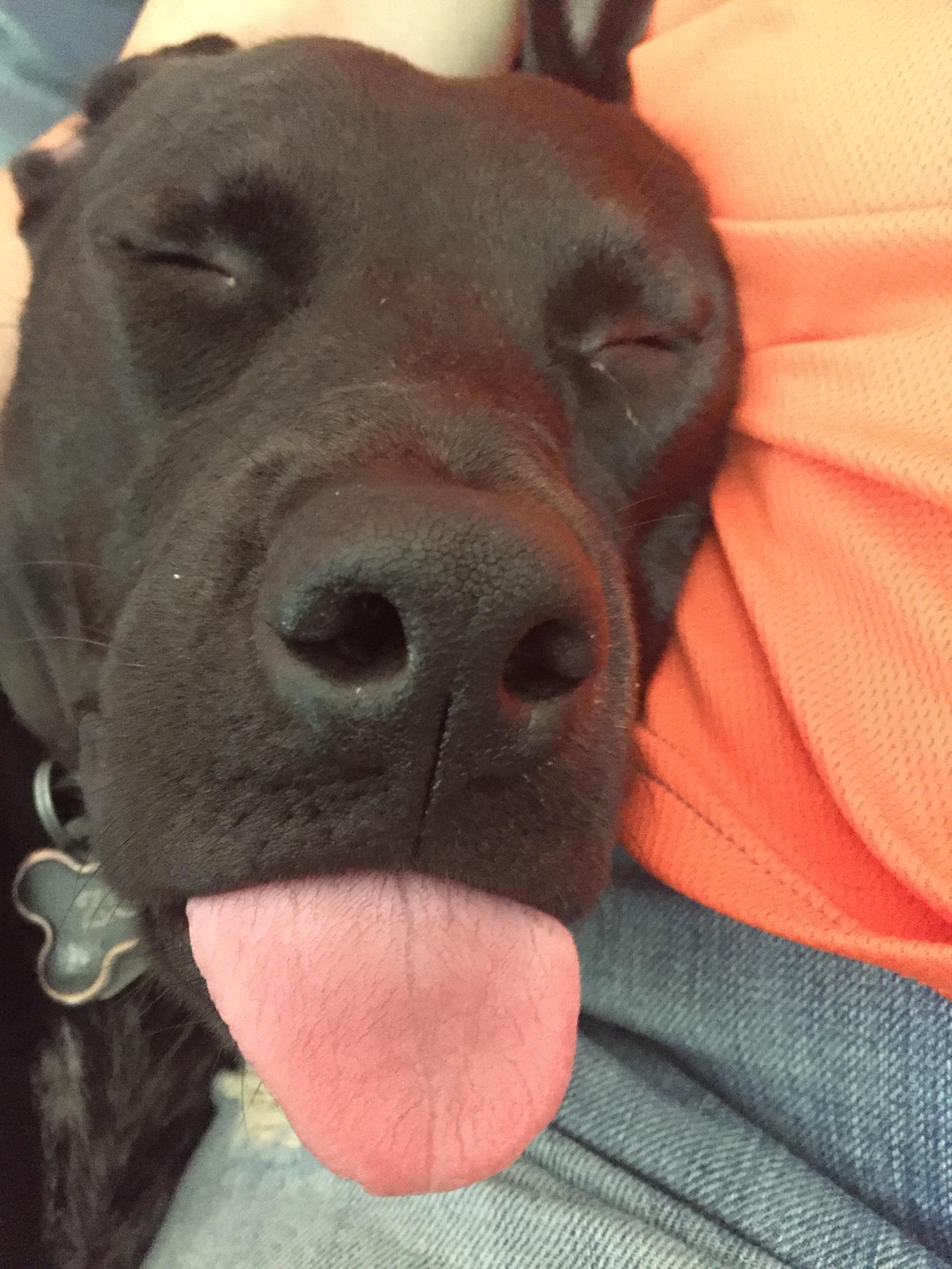 My dog Zoey always has her tongue out especially when she