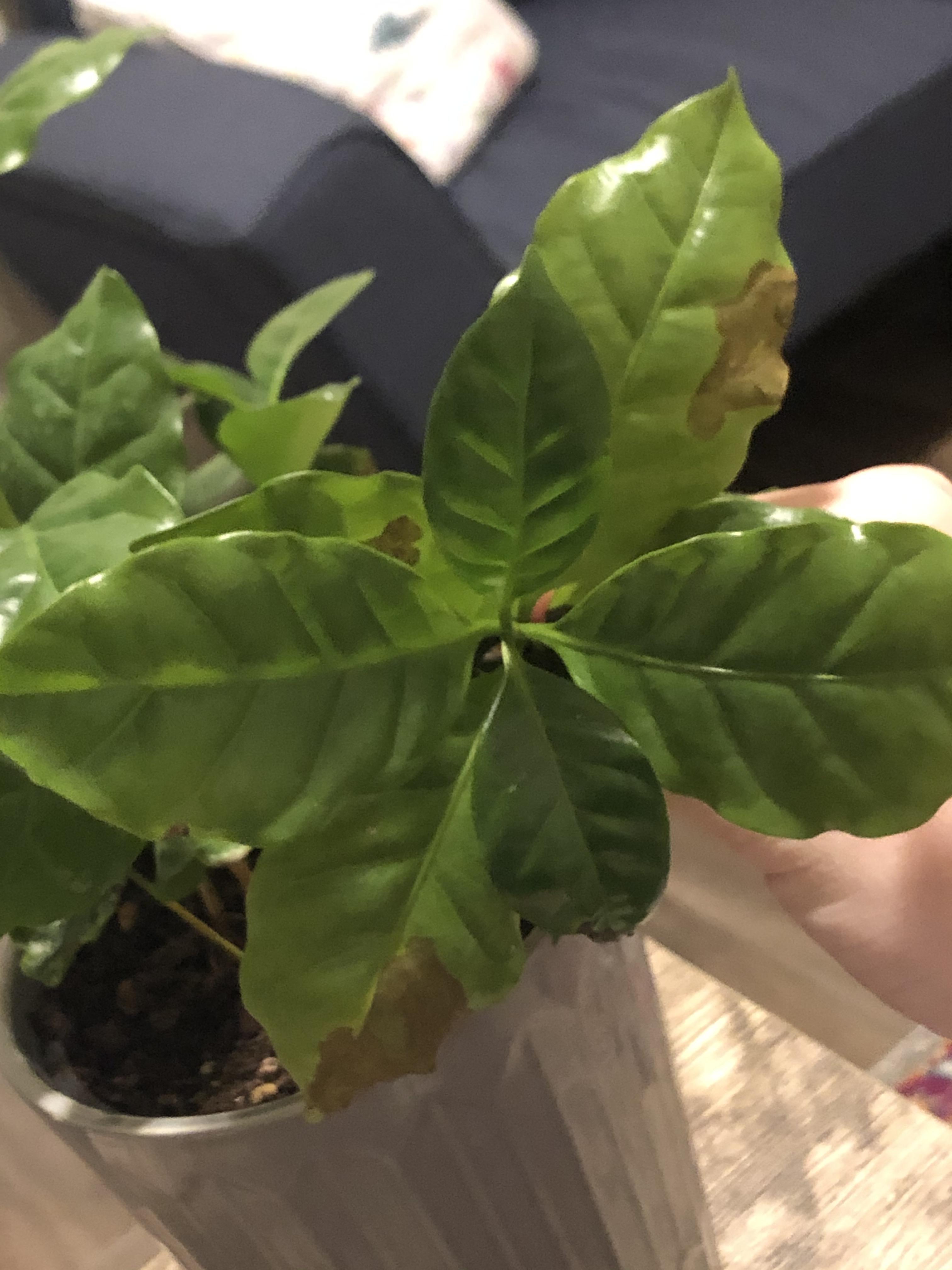 what are these brown spots on my coffee plant? r/plantclinic