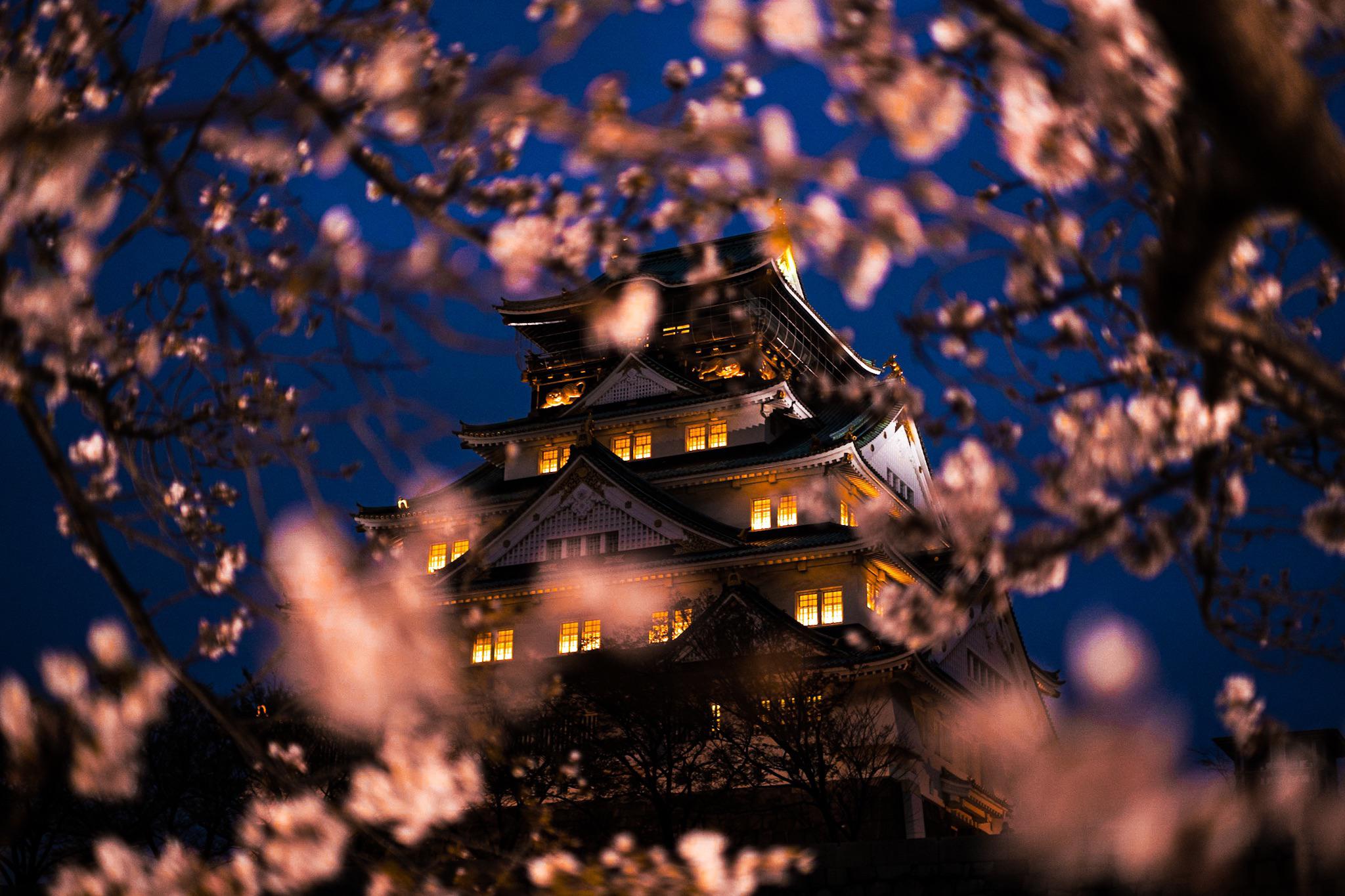 Osaka Castle and cherry blossoms by night, I share my life in Japan on