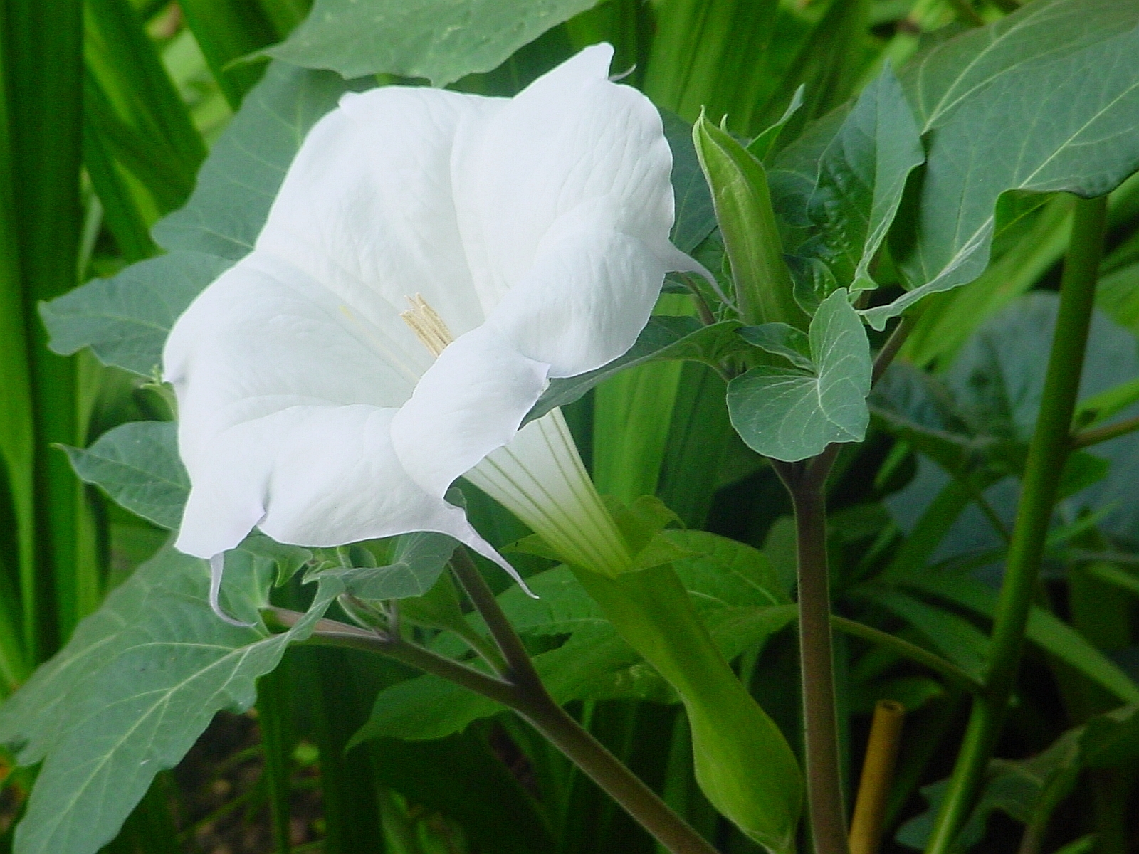 A rather beautiful Devil's Trumpet (datura innoxia). r/druggardening