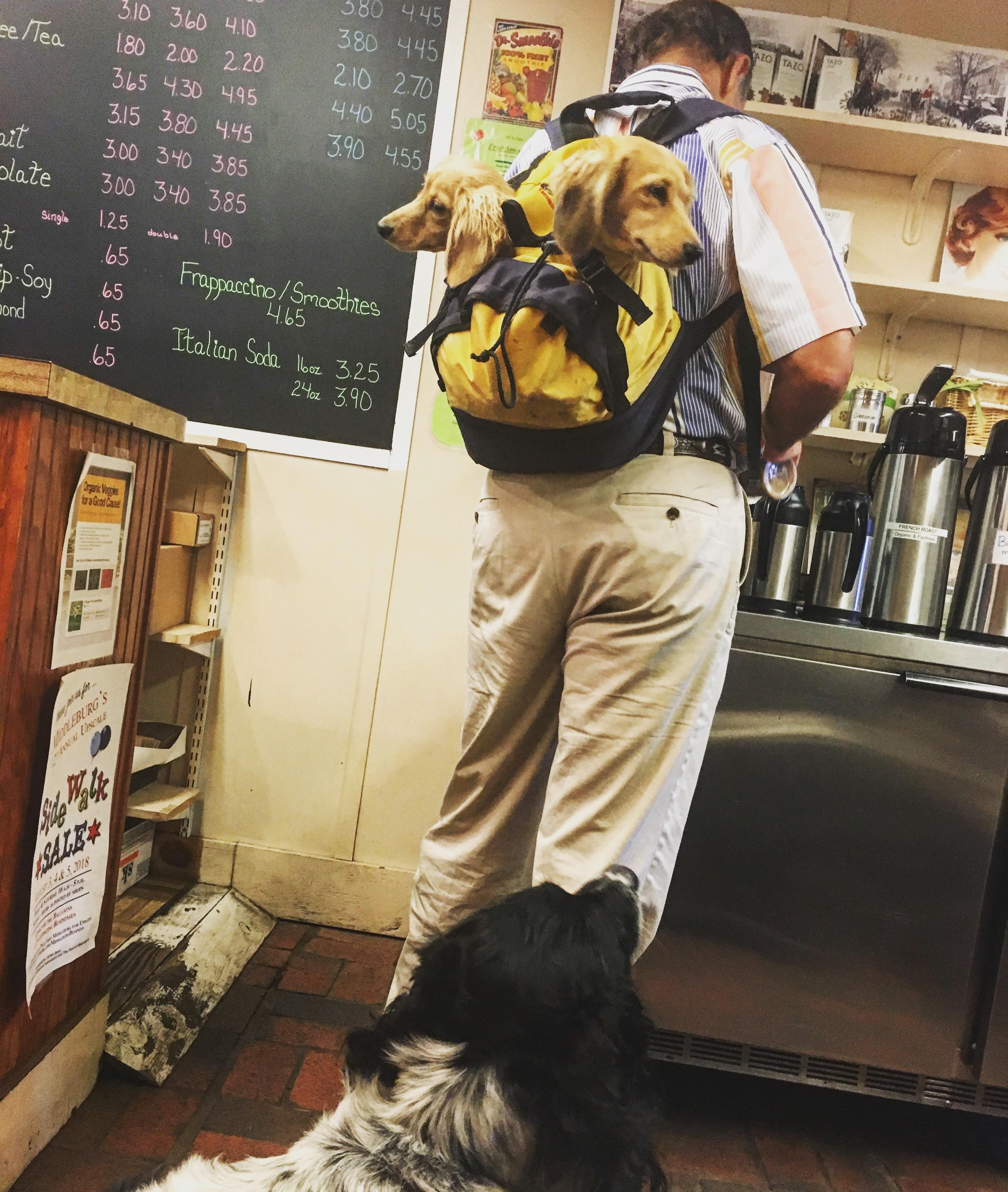 My dog could not believe this guy had two dogs in a backpack at the