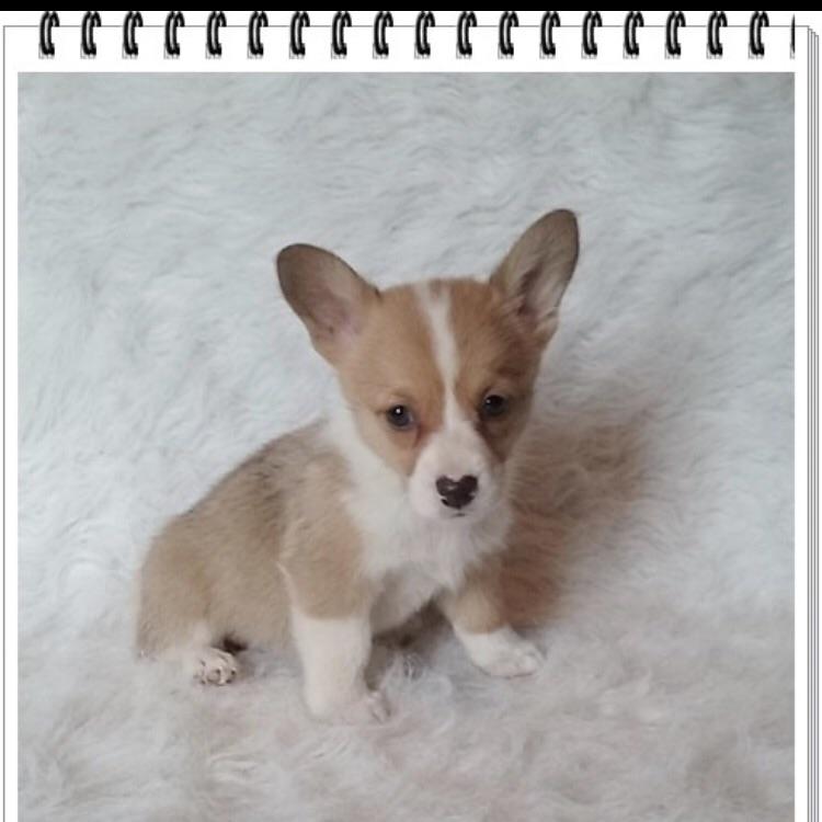 Get a puppy! What kind of brushes should I get her?