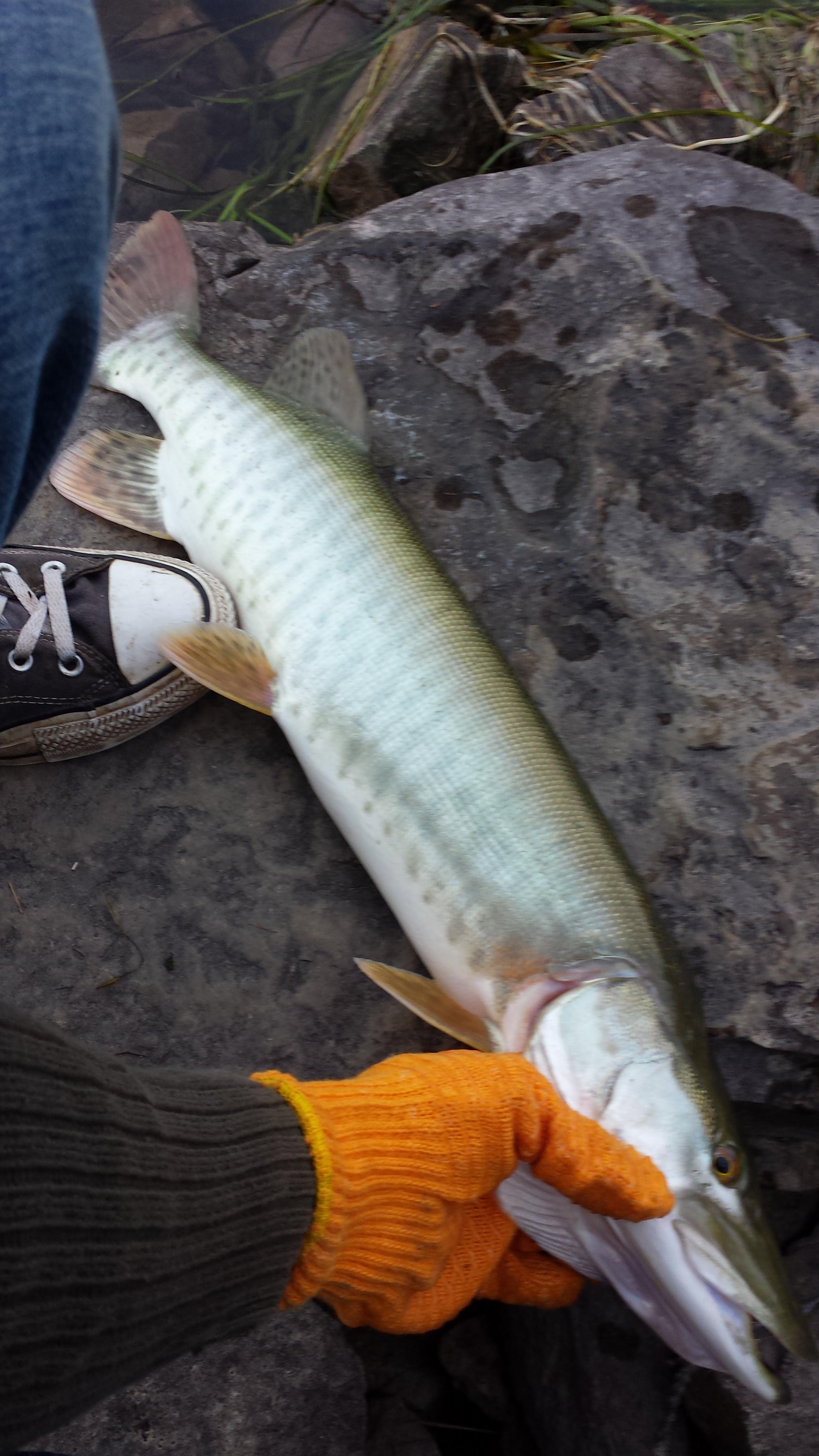 Lake Gibson Muskie! r/Fishing
