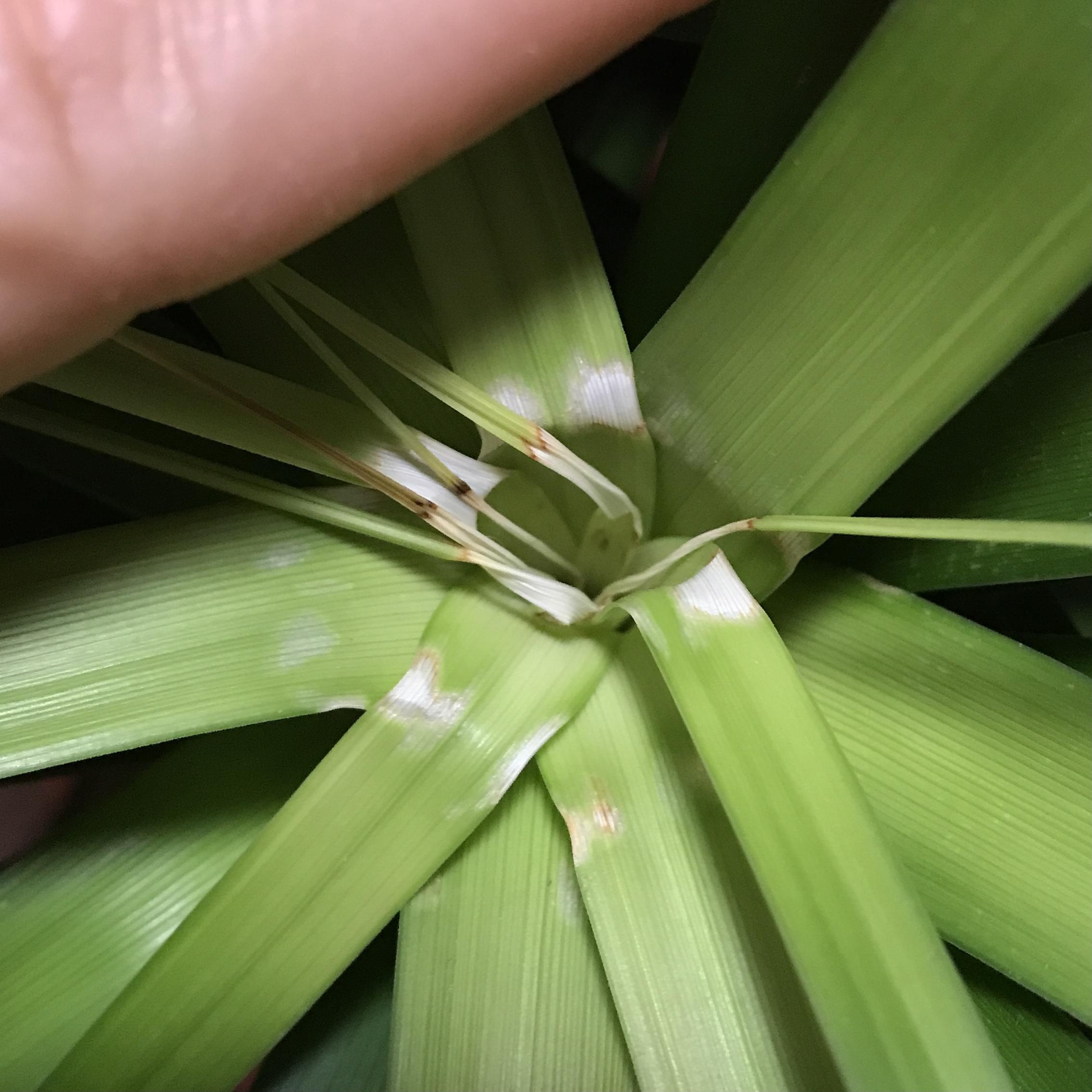 Ponytail Palm leaf burn? I misted it yesterday and today noticed