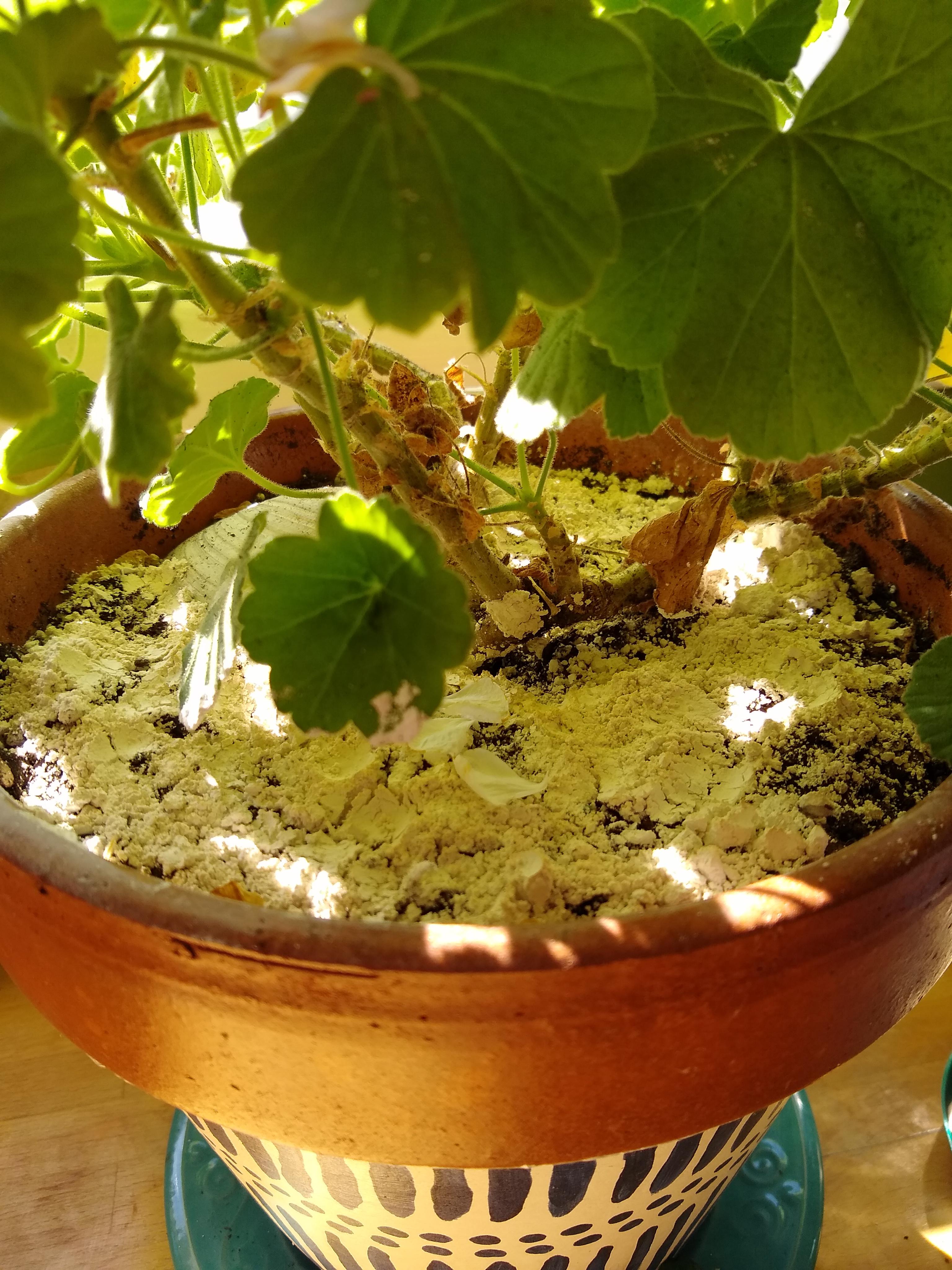 Update no fungus gnats! One treatment of neem oil followed by a