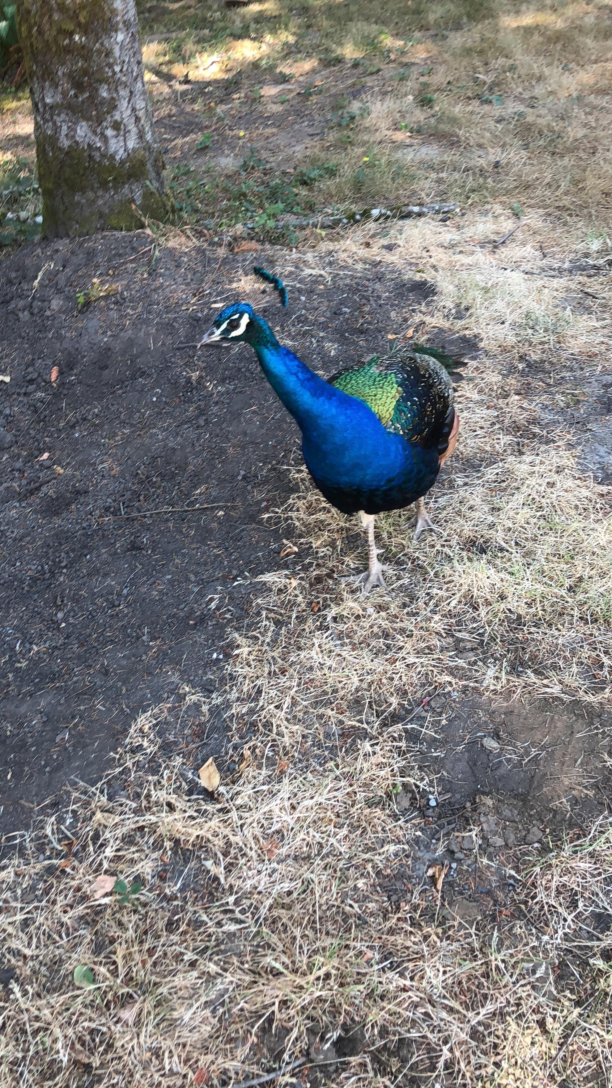 This wild peacock at my house. I live in Washington. r/mildlyinteresting