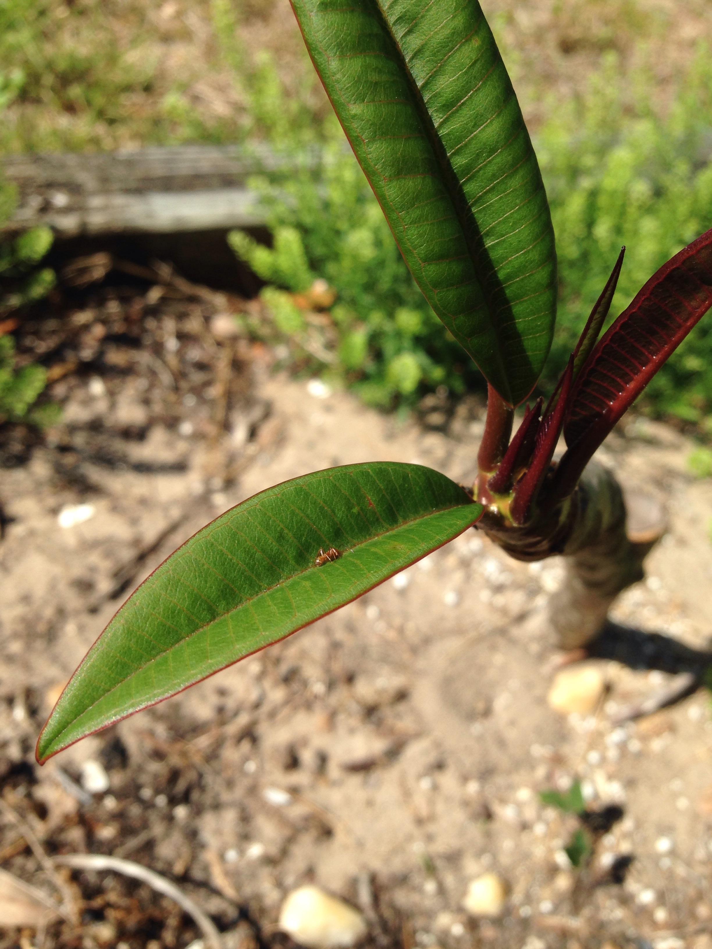 🔥 ant takes a nap in plumeria r/NatureIsFuckingLit