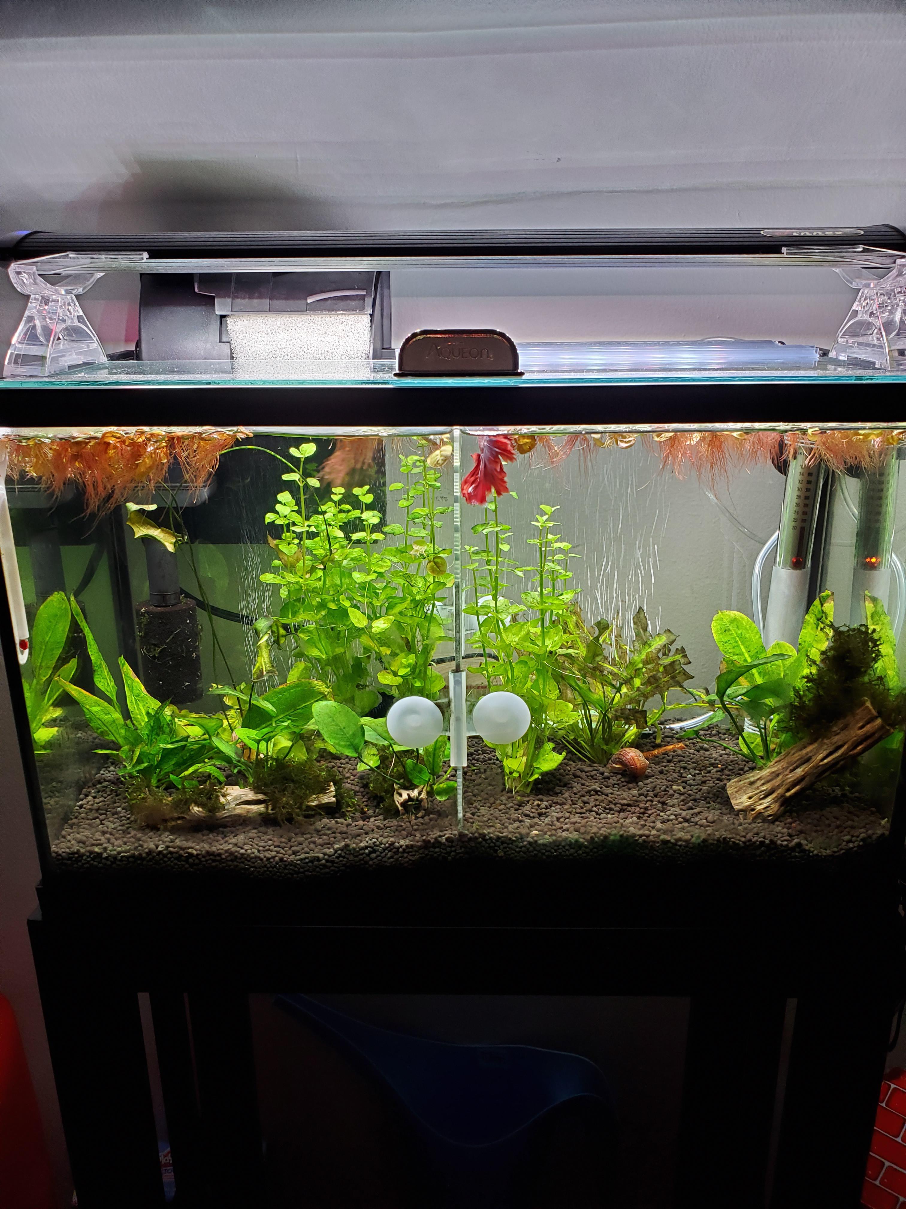 My 10 gallon dual betta tank r/PlantedTank