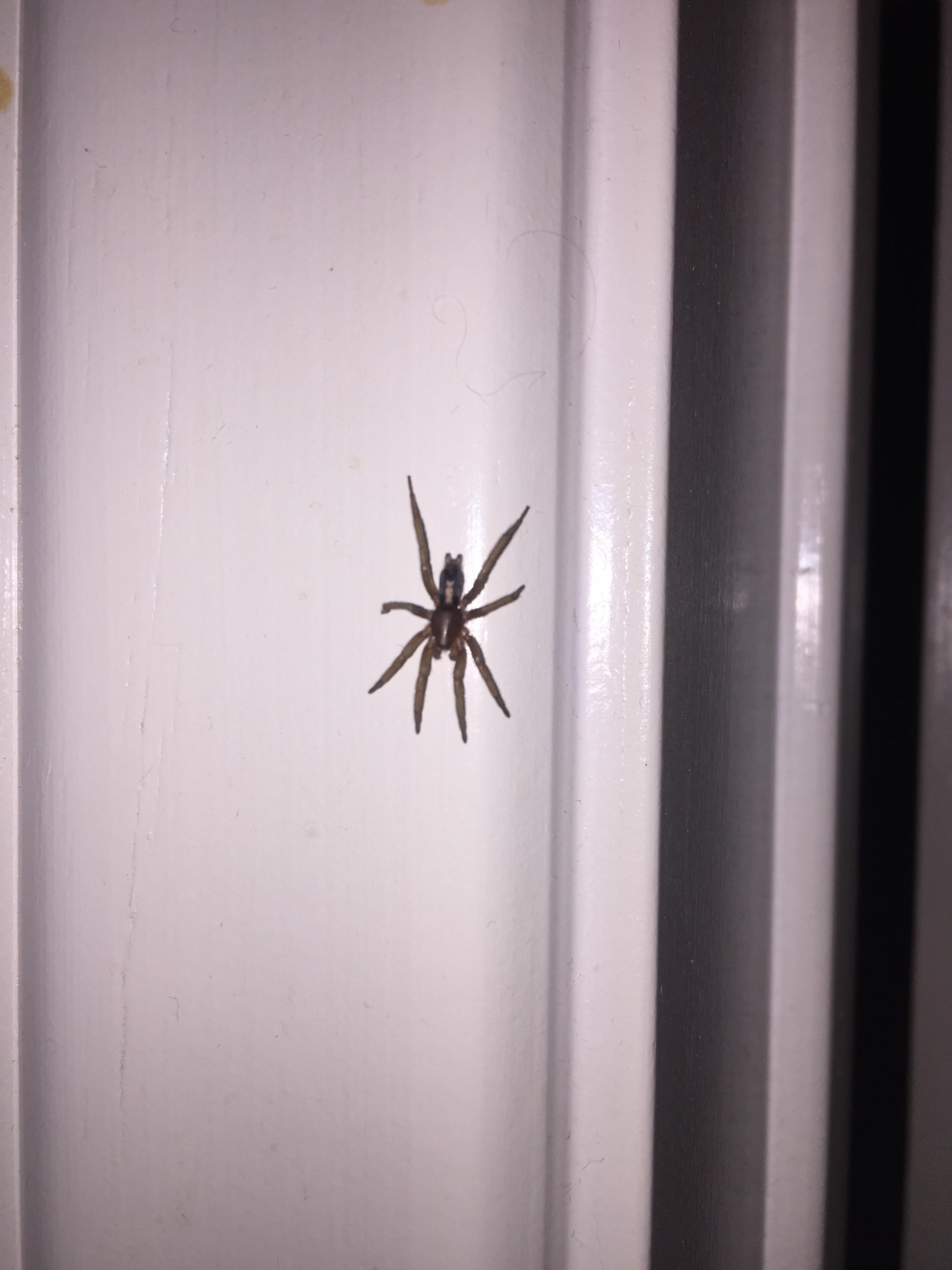 Found this spider and it ran away right after I took this pic. Now I