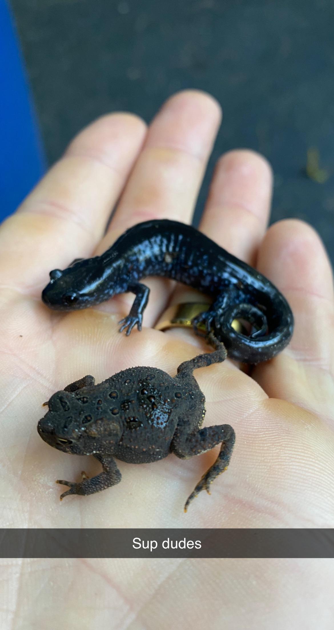 Toads and salamanders can be friends? Wisco r/salamanders