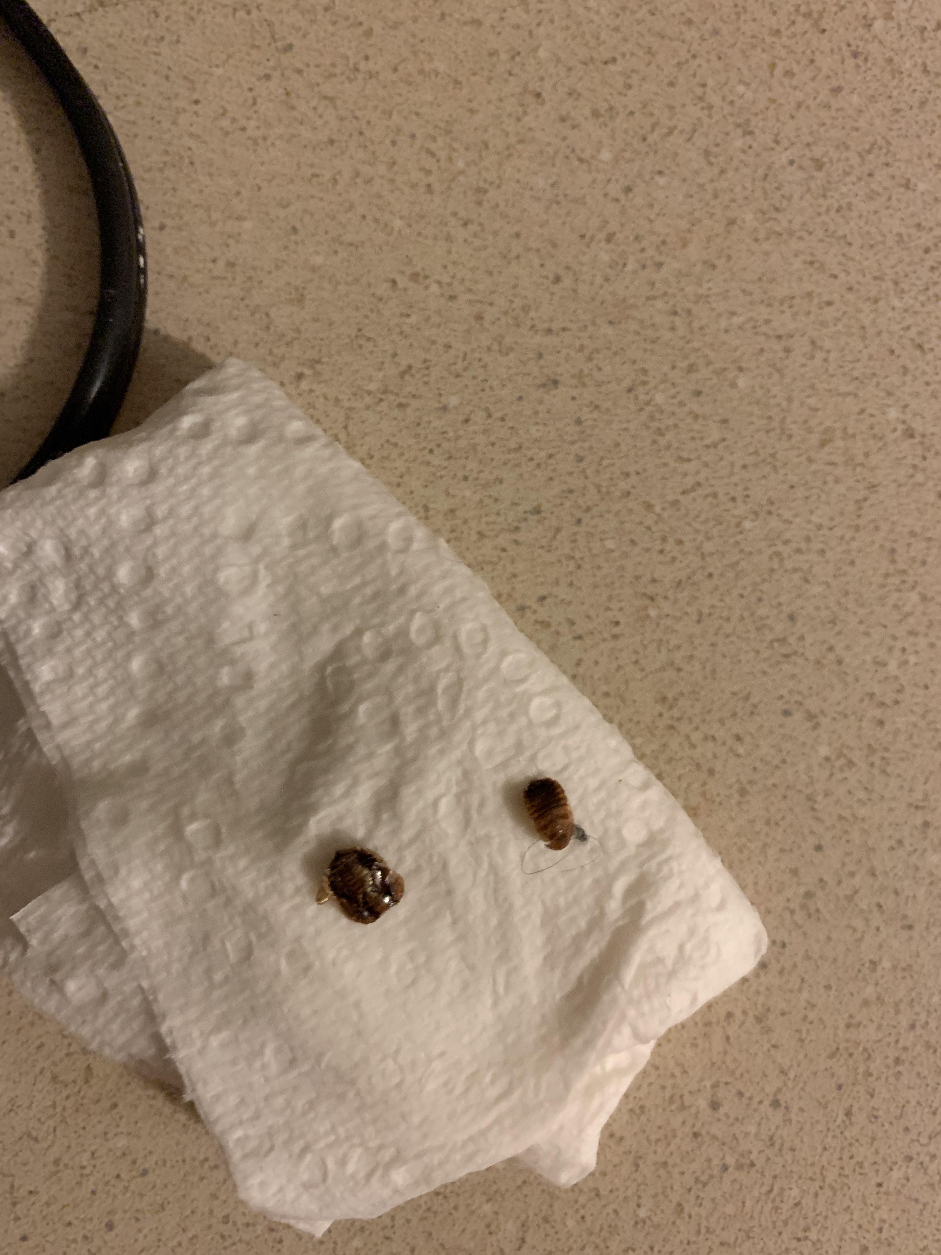 Found in an airbnb. Are these dead bedbugs? r/Bedbugs