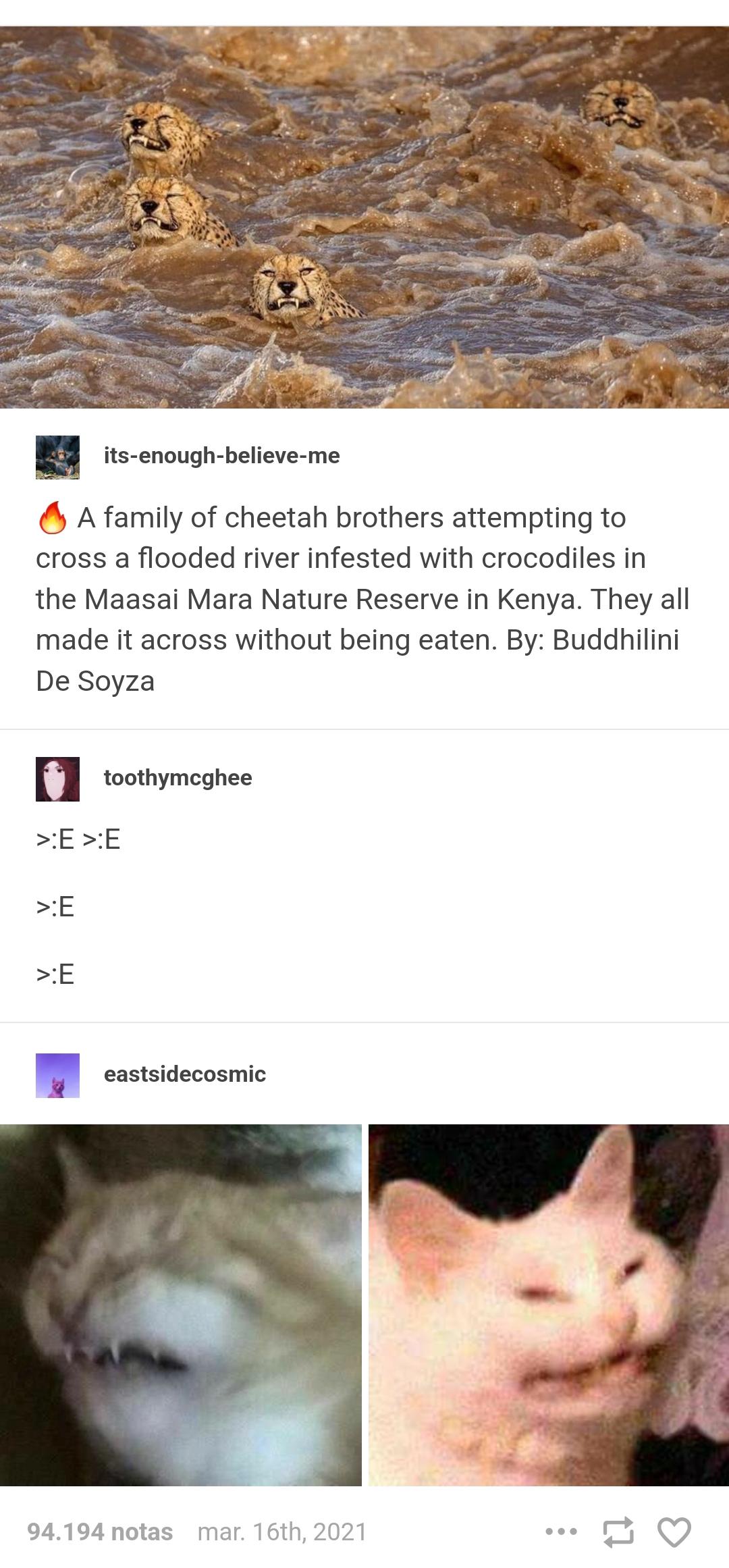 Cat do not like water r/tumblr