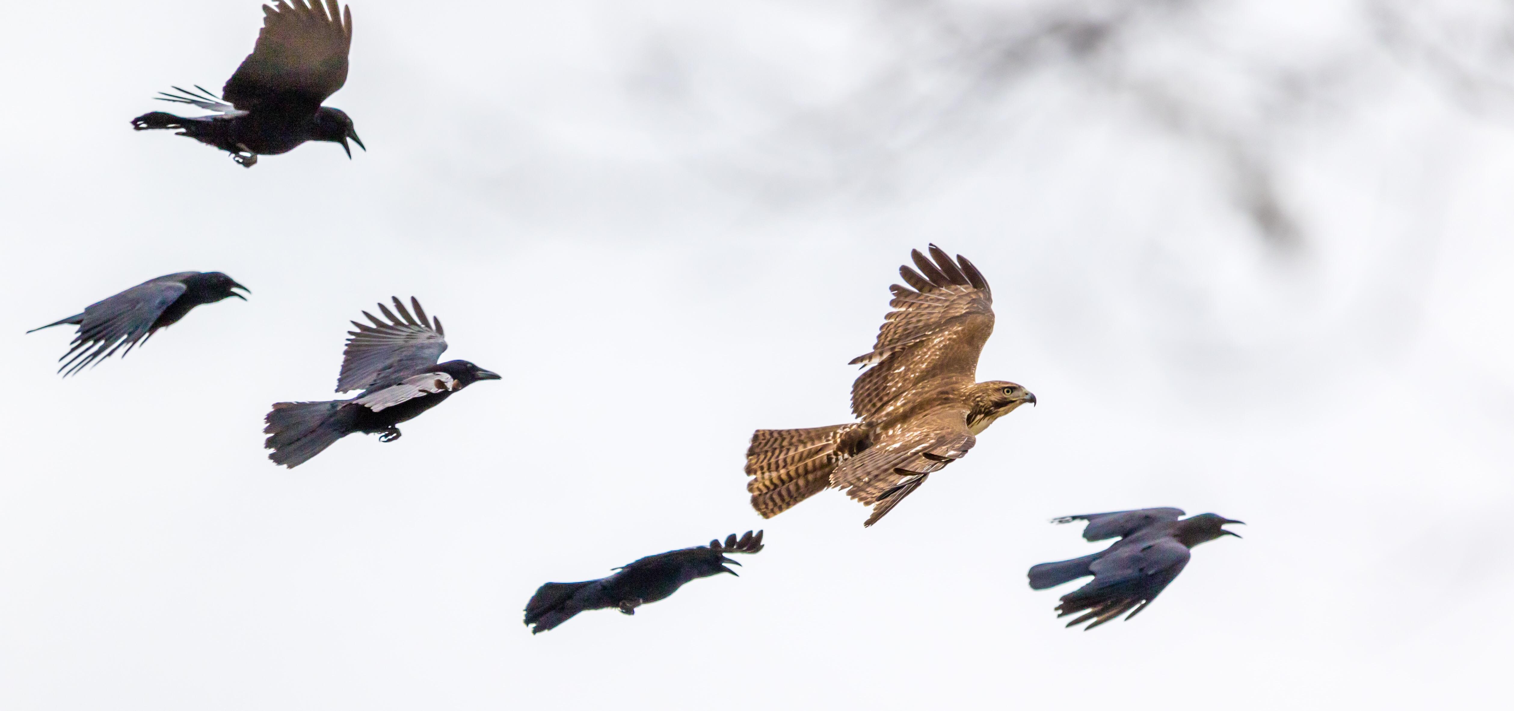 Crows chasing a Red Tailed Hawk out of the area. r/wildlifephotography