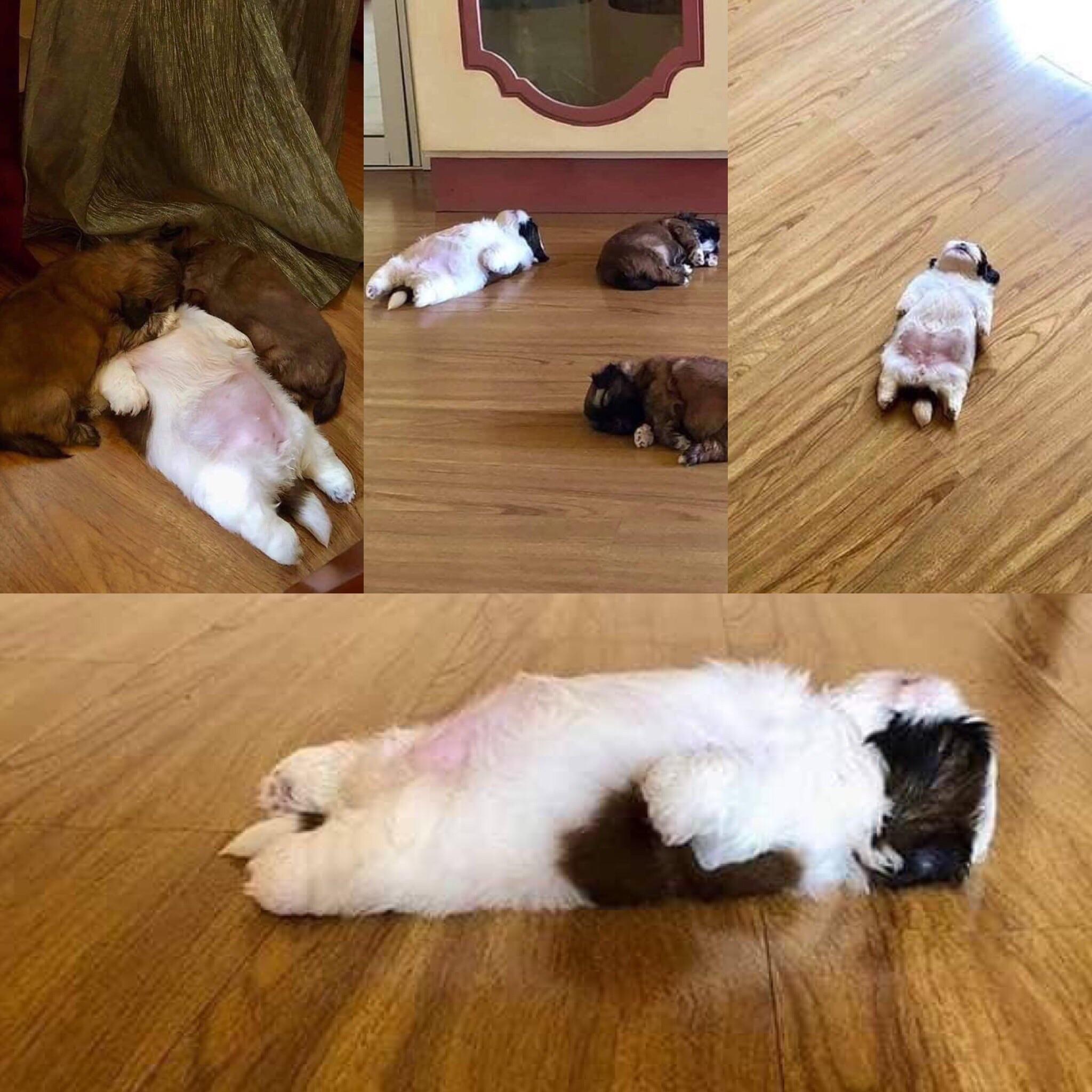 Puppy sleeps like a hooman 🐶 r/aww