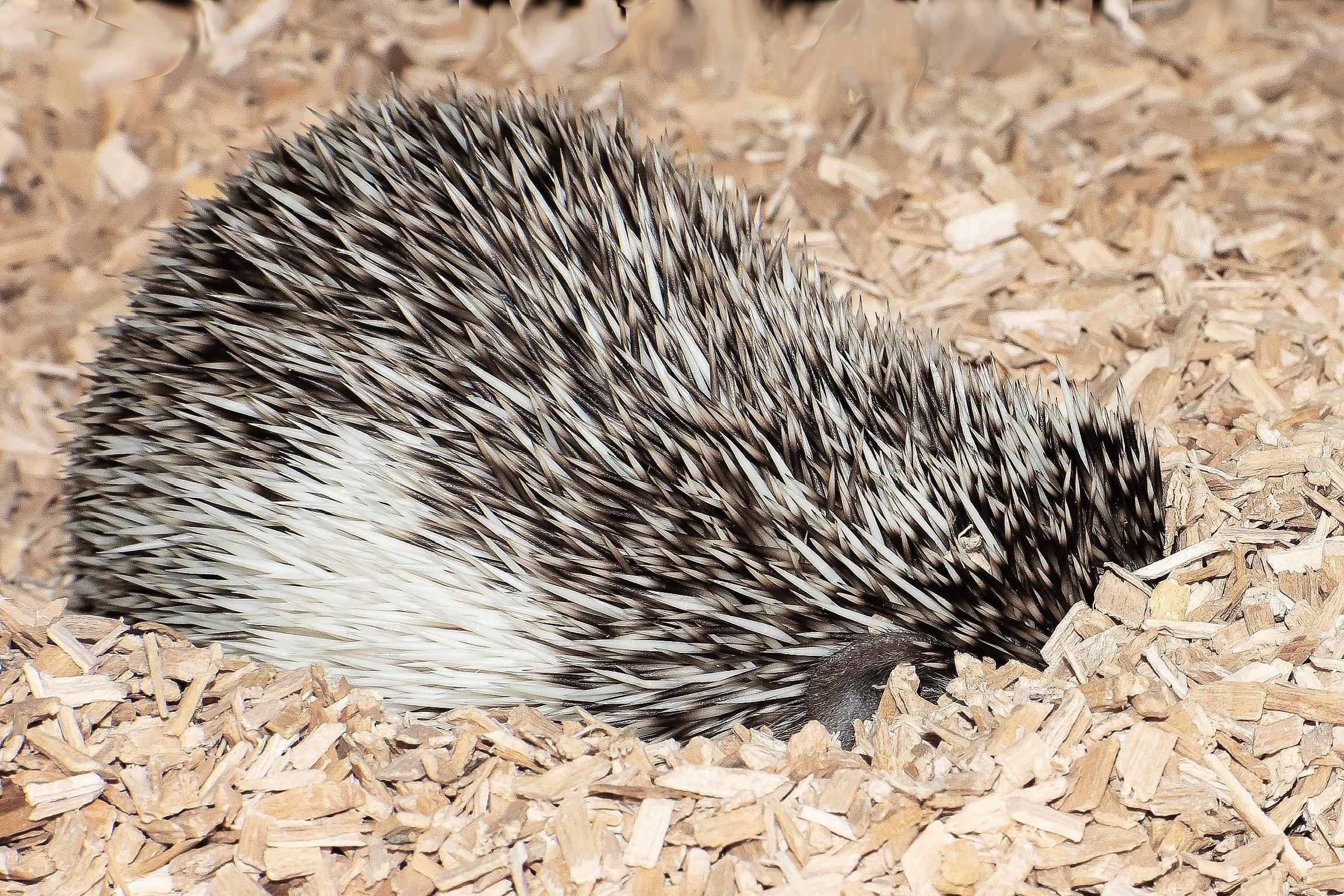 I am not here guys 🦔 r/Hedgehog