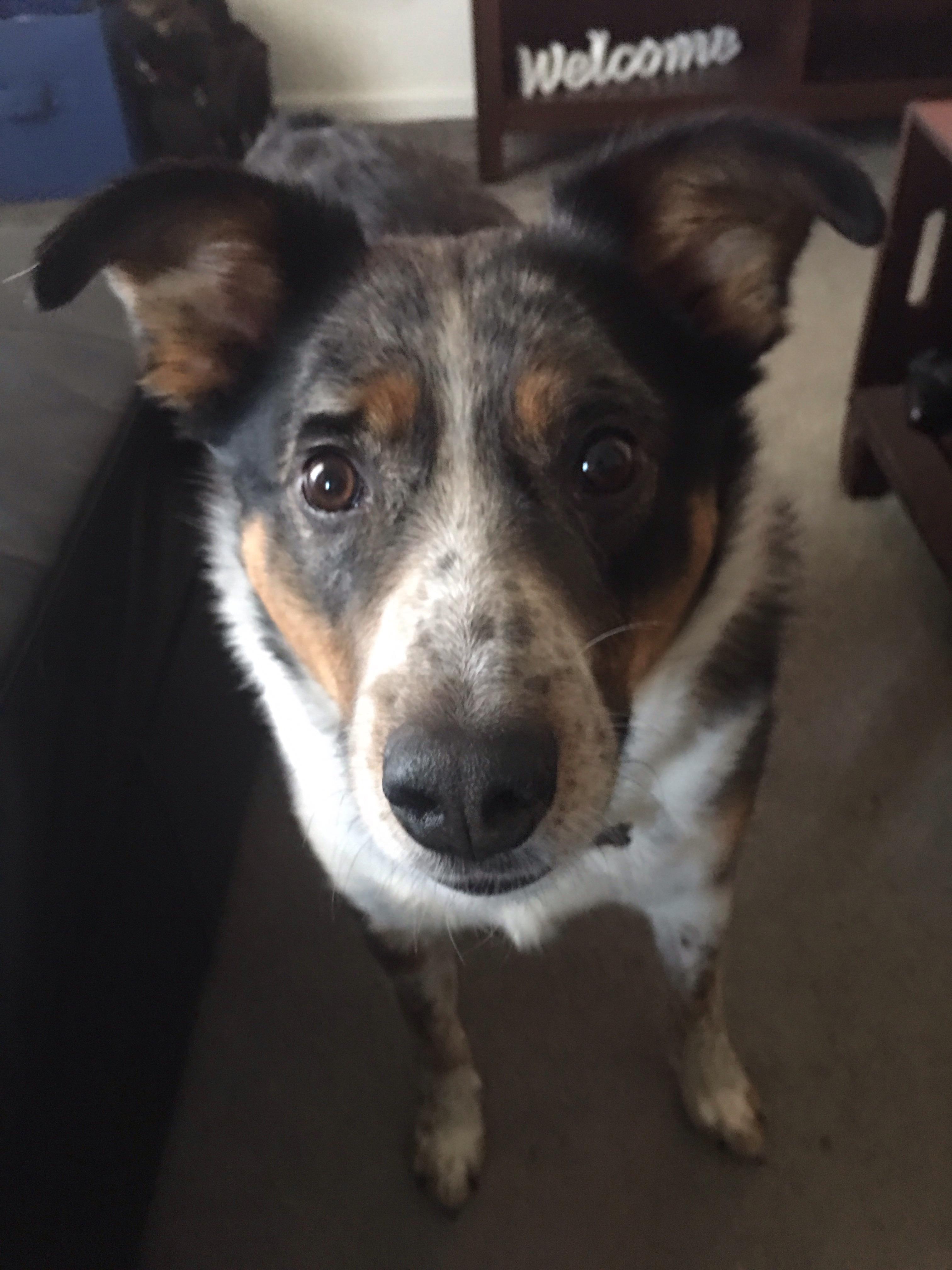 This is Blue. Our blue heeler/ australian shepherd mix