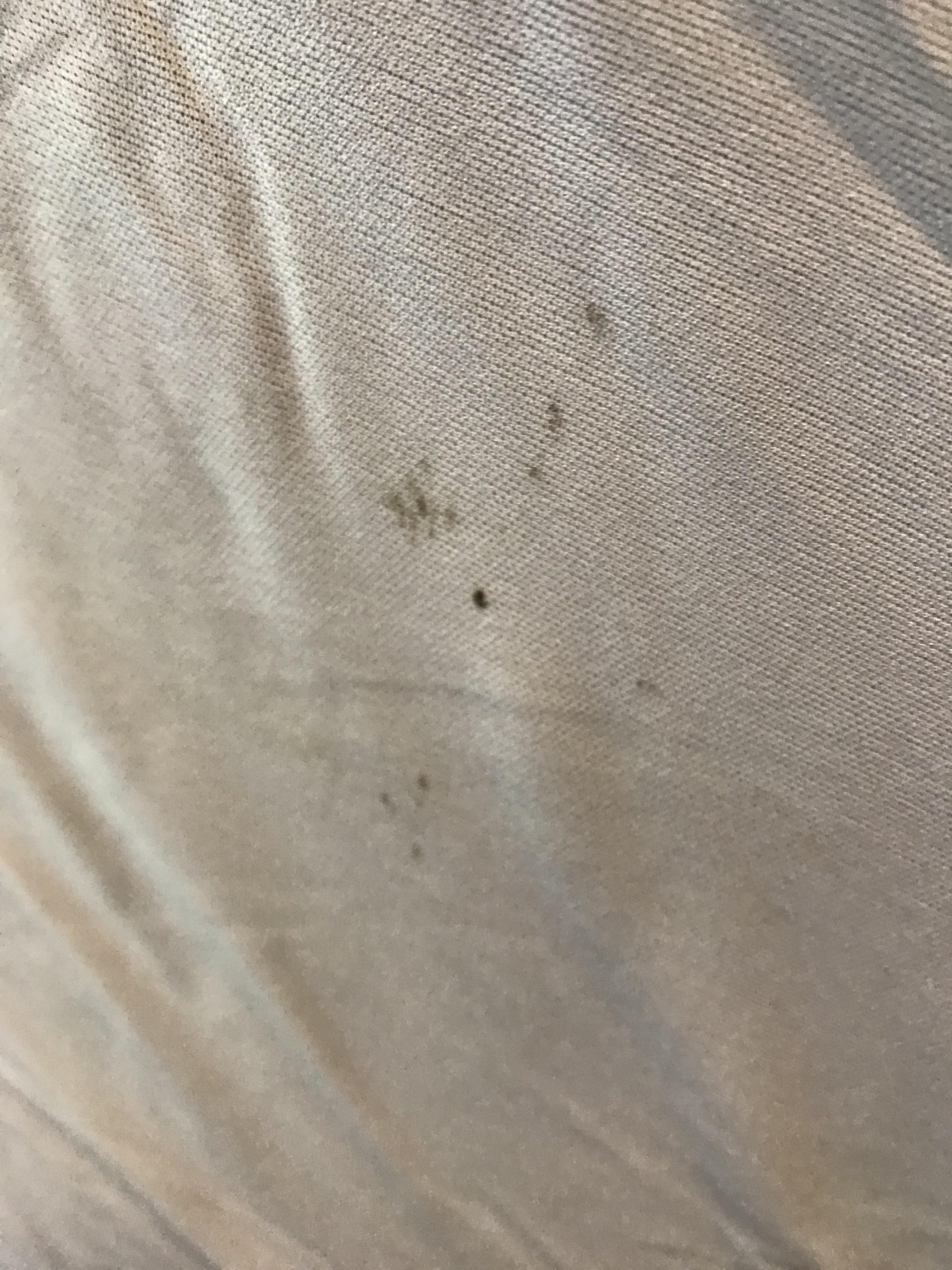 Found this underneath the mattress on the bed bugs cover. It’s brand