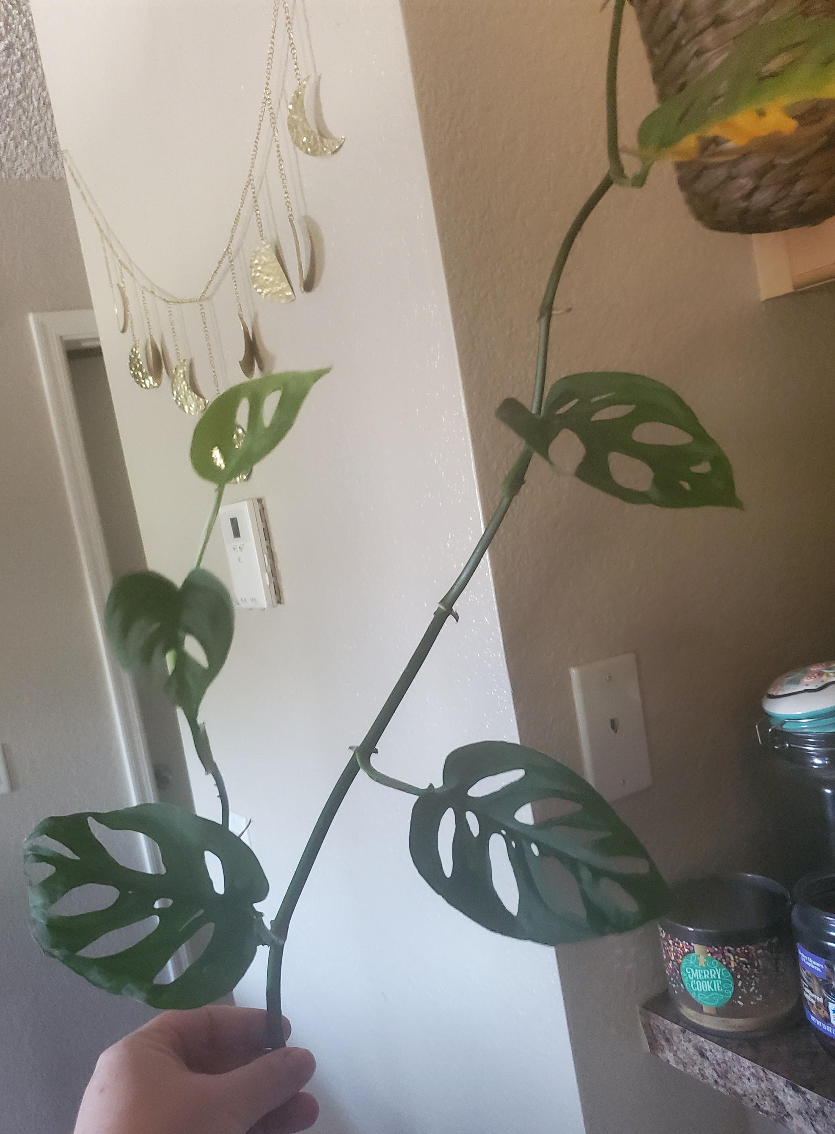 Leaves growing smaller after 1st cutting? Why? plantclinic