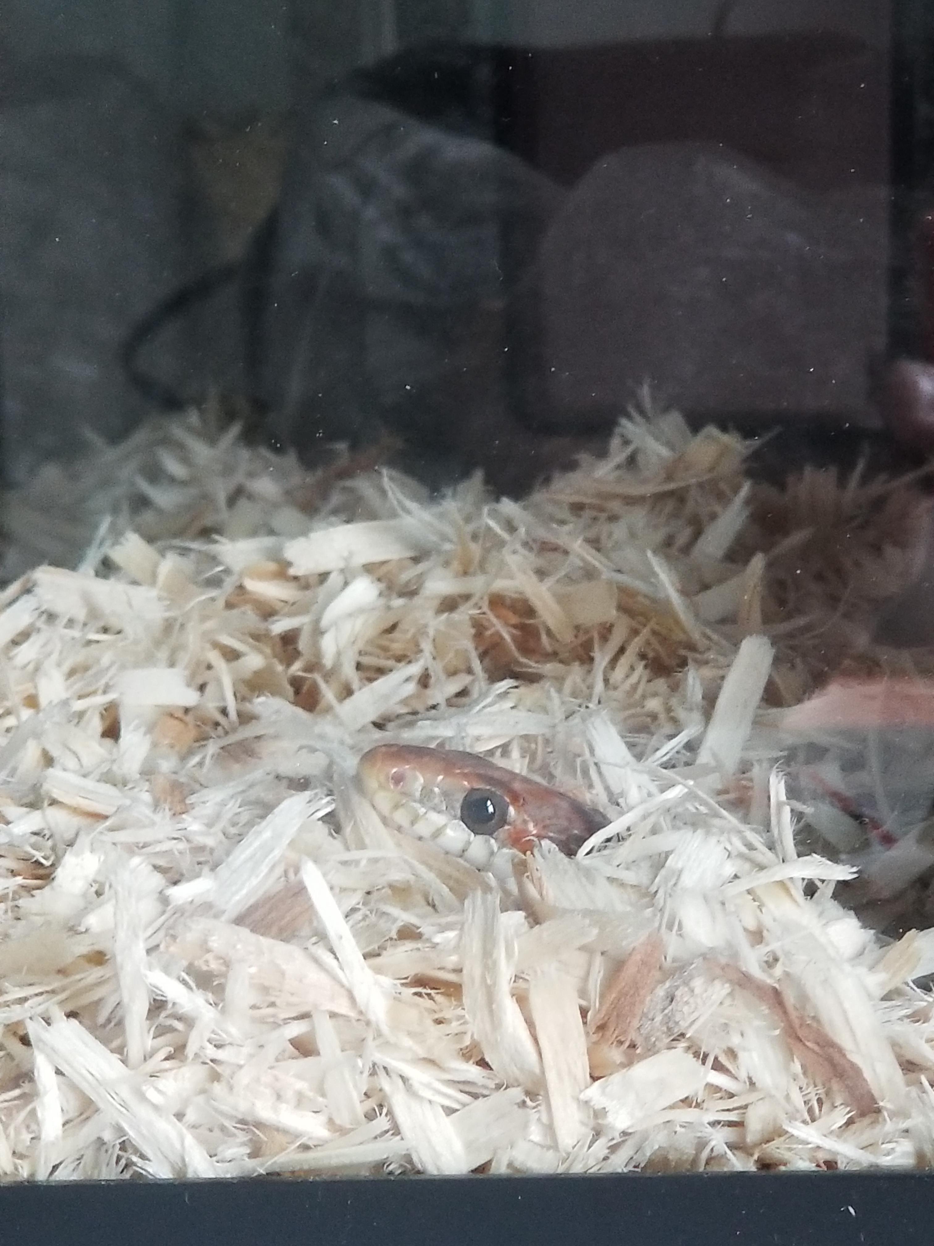 I just got a new cornsnake who I've named My first ever snake