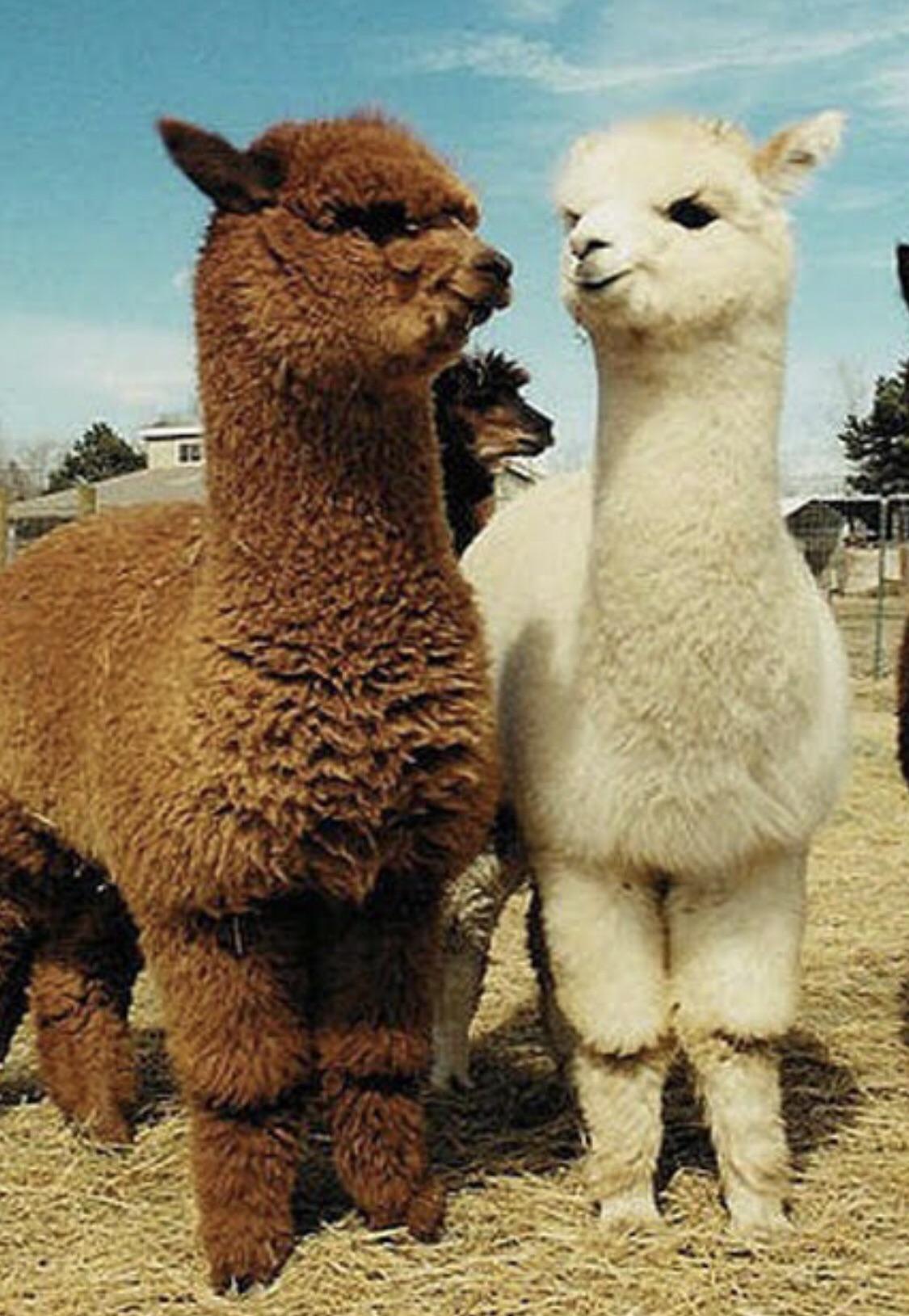 Baby llamas r/aww