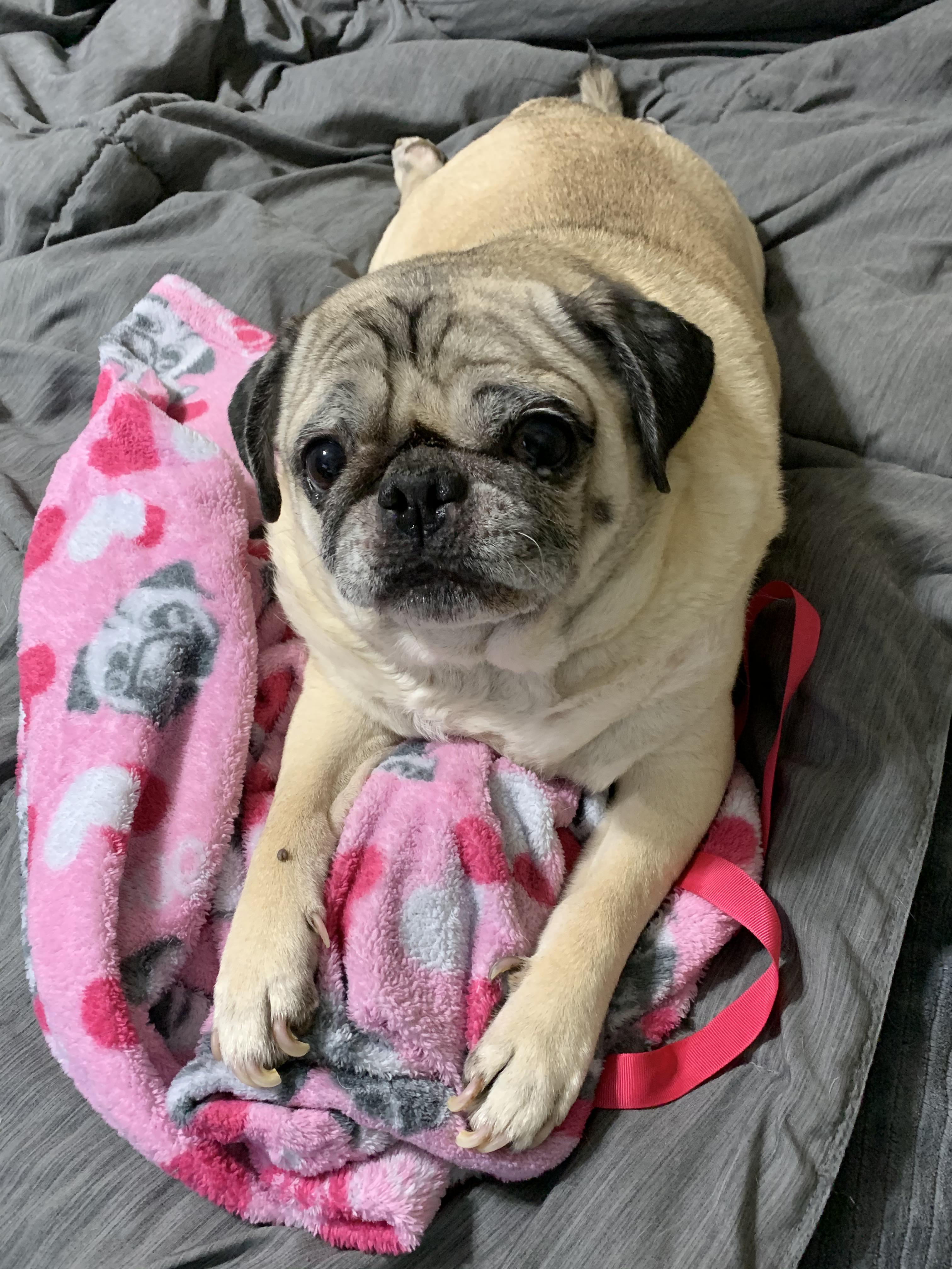 Does your pug always find clothing to lay on or just mine? 😊 r/pugs