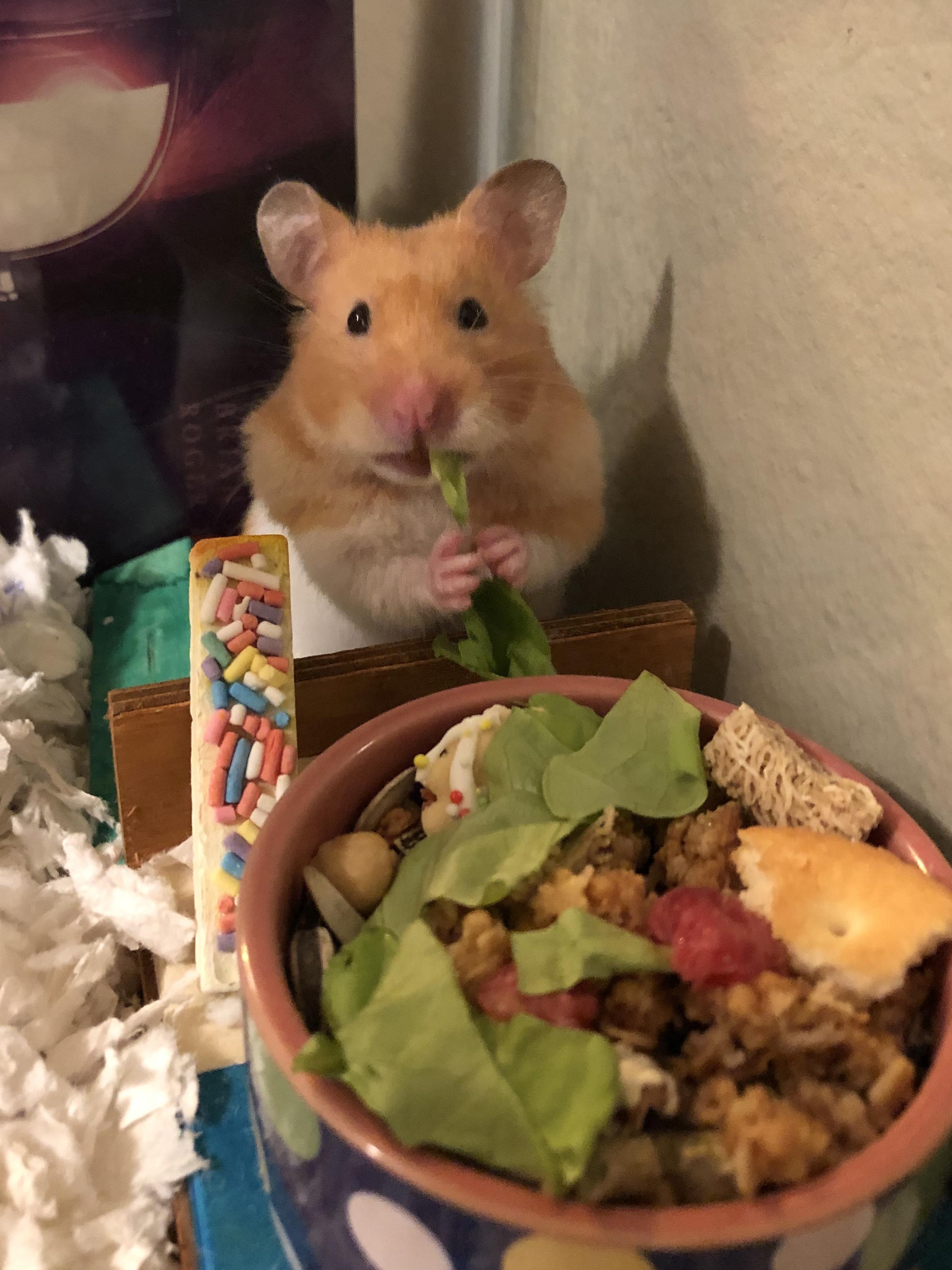 Eat your greens! r/hamsters