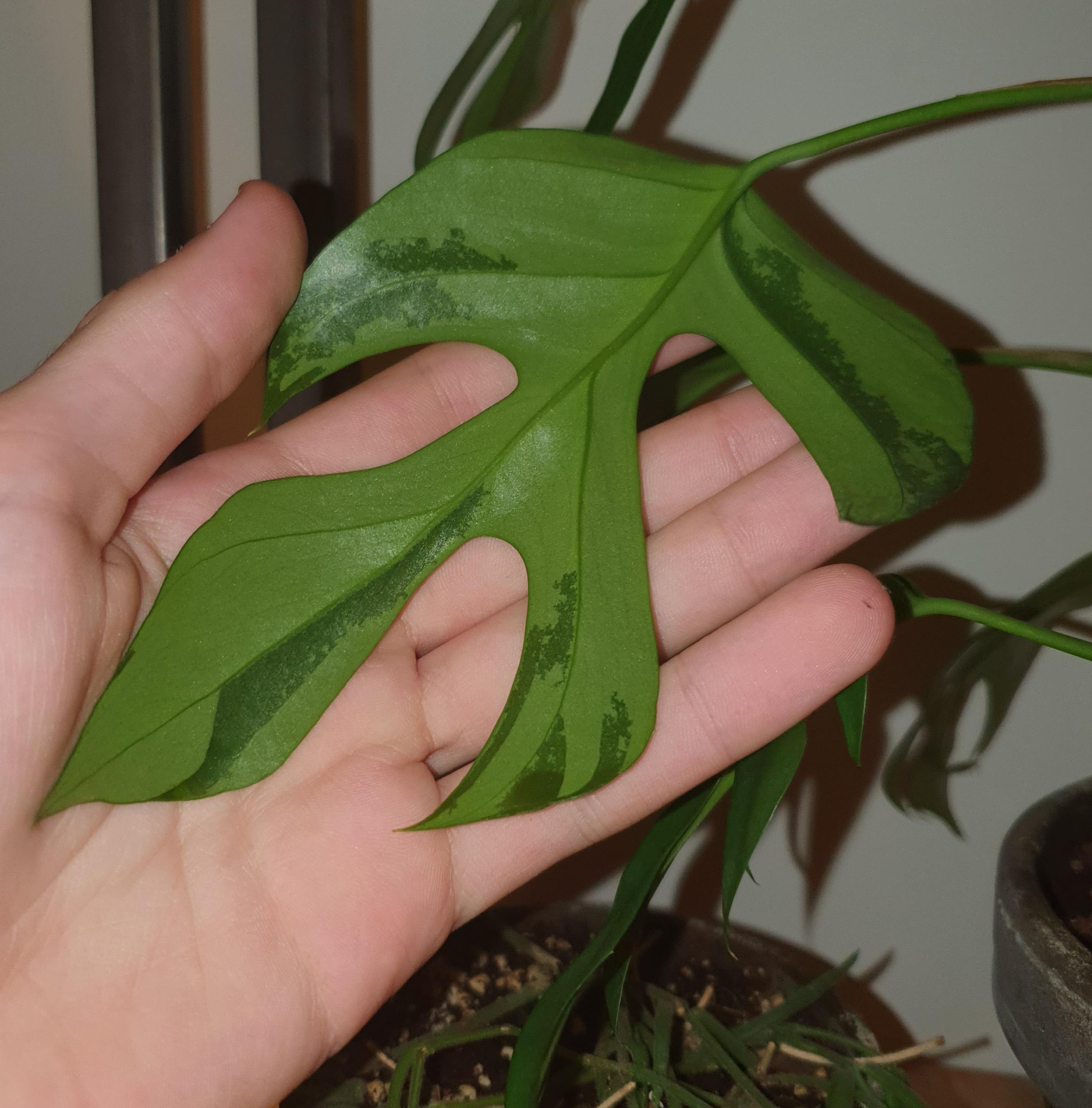 What are these "wet" spots on the leaves of my rhaphidophora