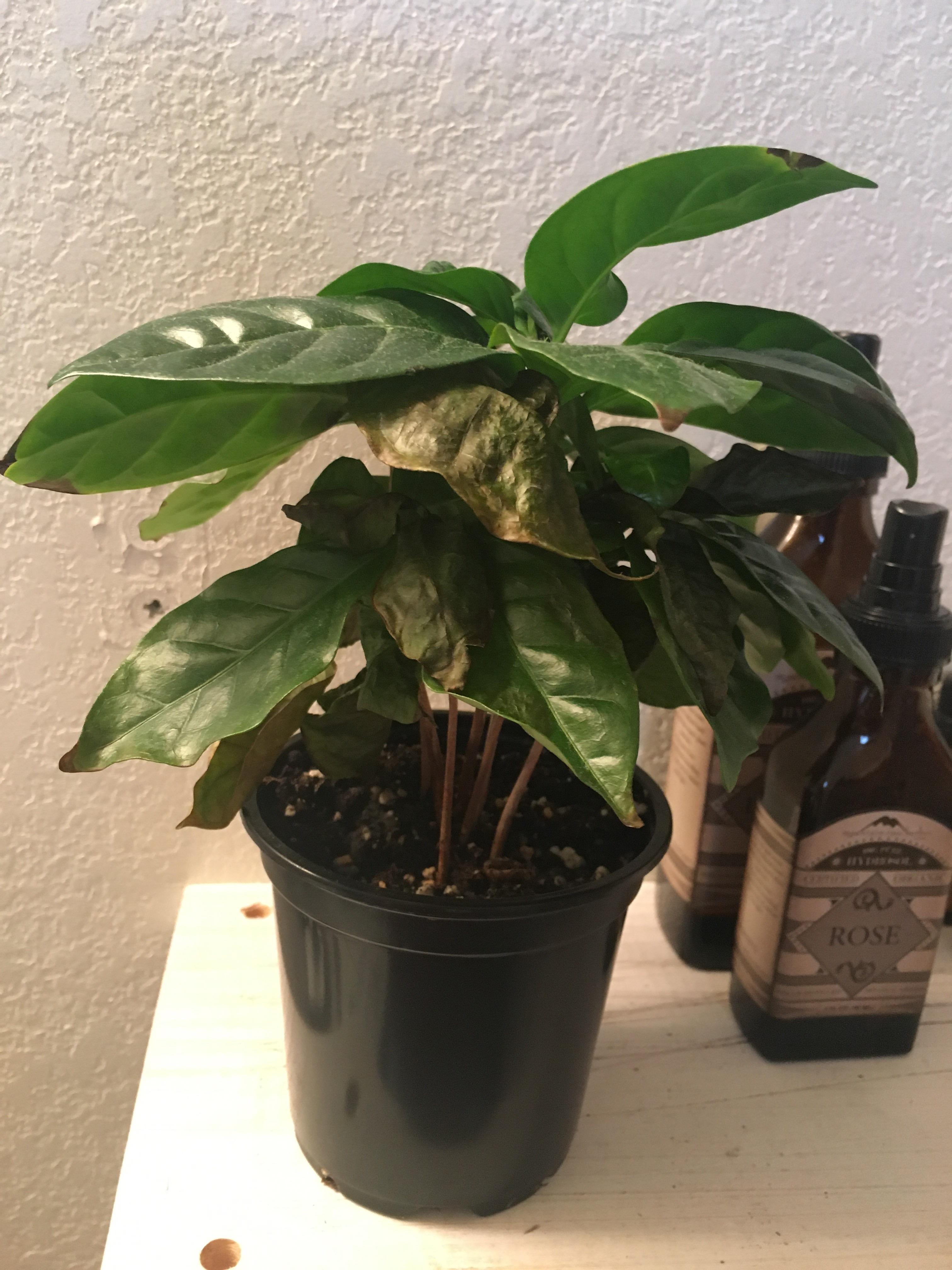What’s wrong with my coffee plant? r/plantclinic