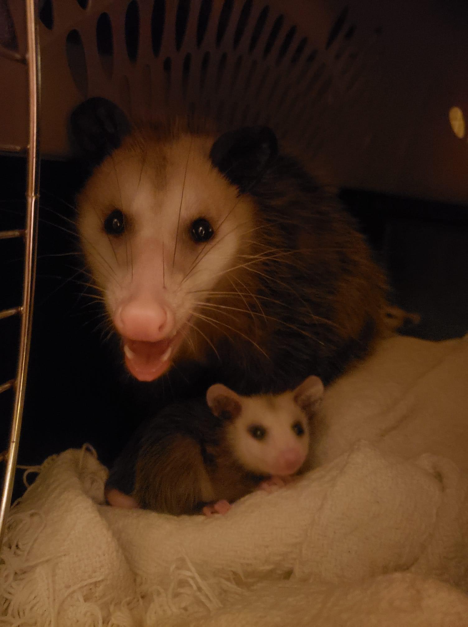 I’m trying to raise a baby here. r/Opossums