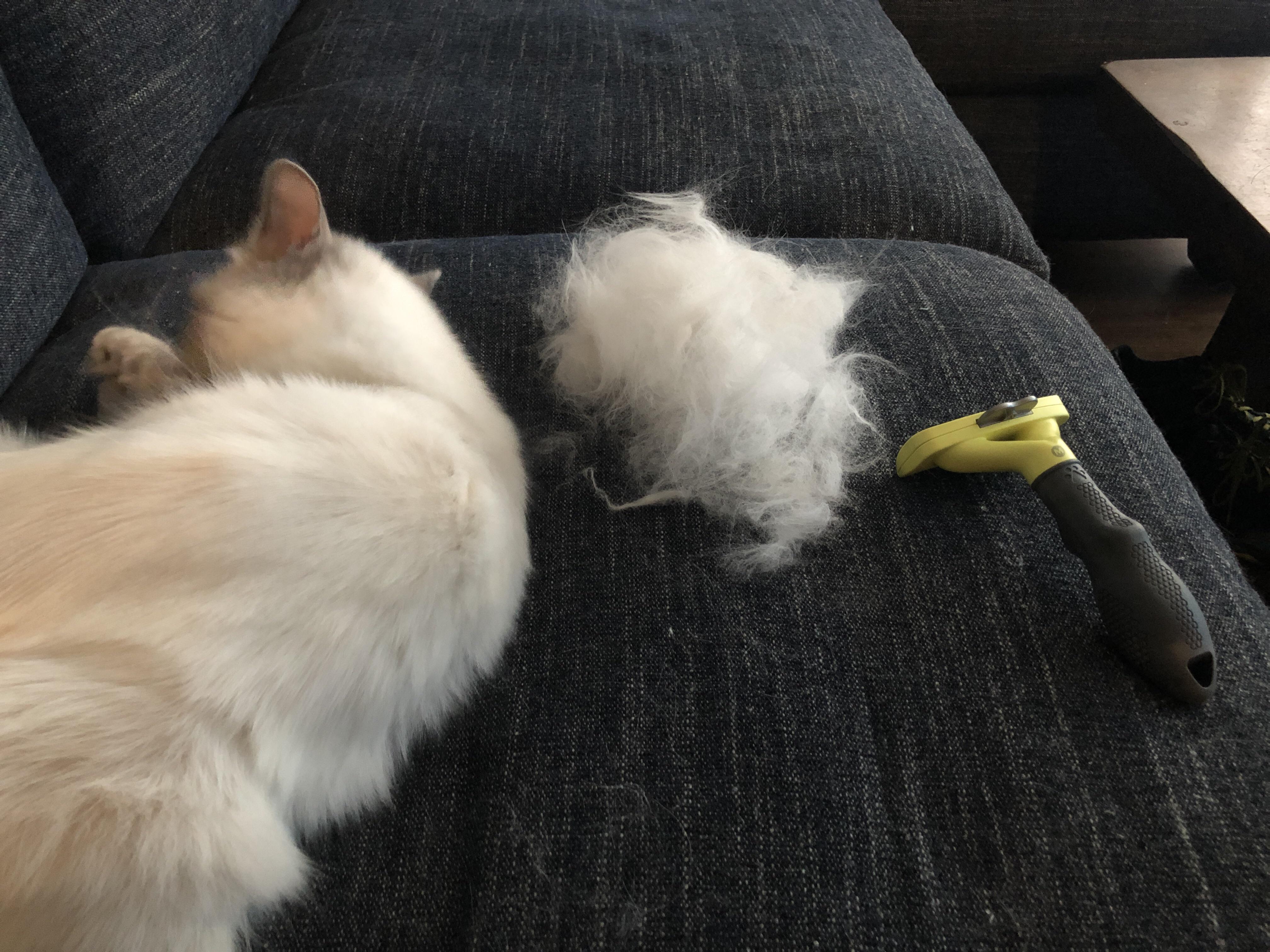 Just got a furminator...best. Thing. Ever. r/ragdolls