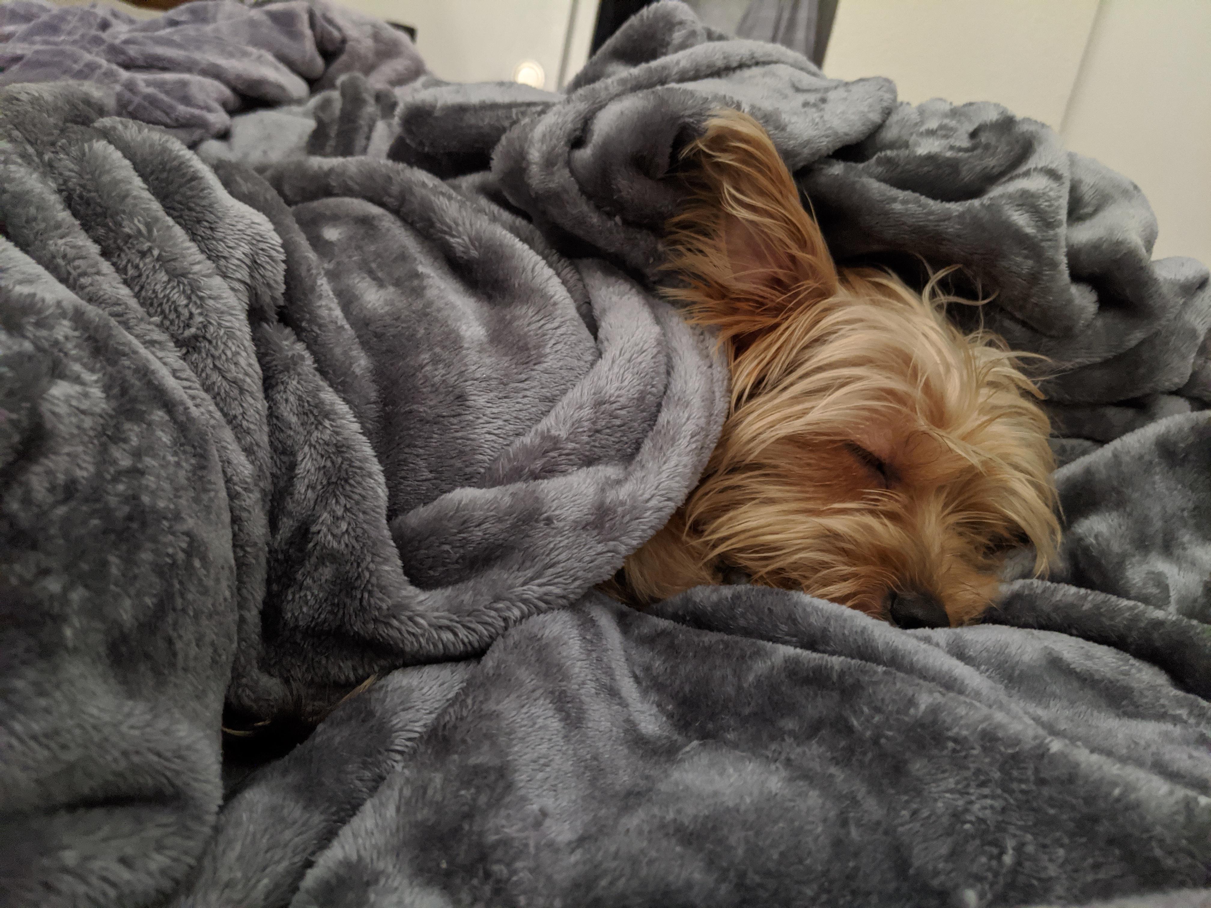 It's a little chilly, he decided to get snuggled up in the blankets