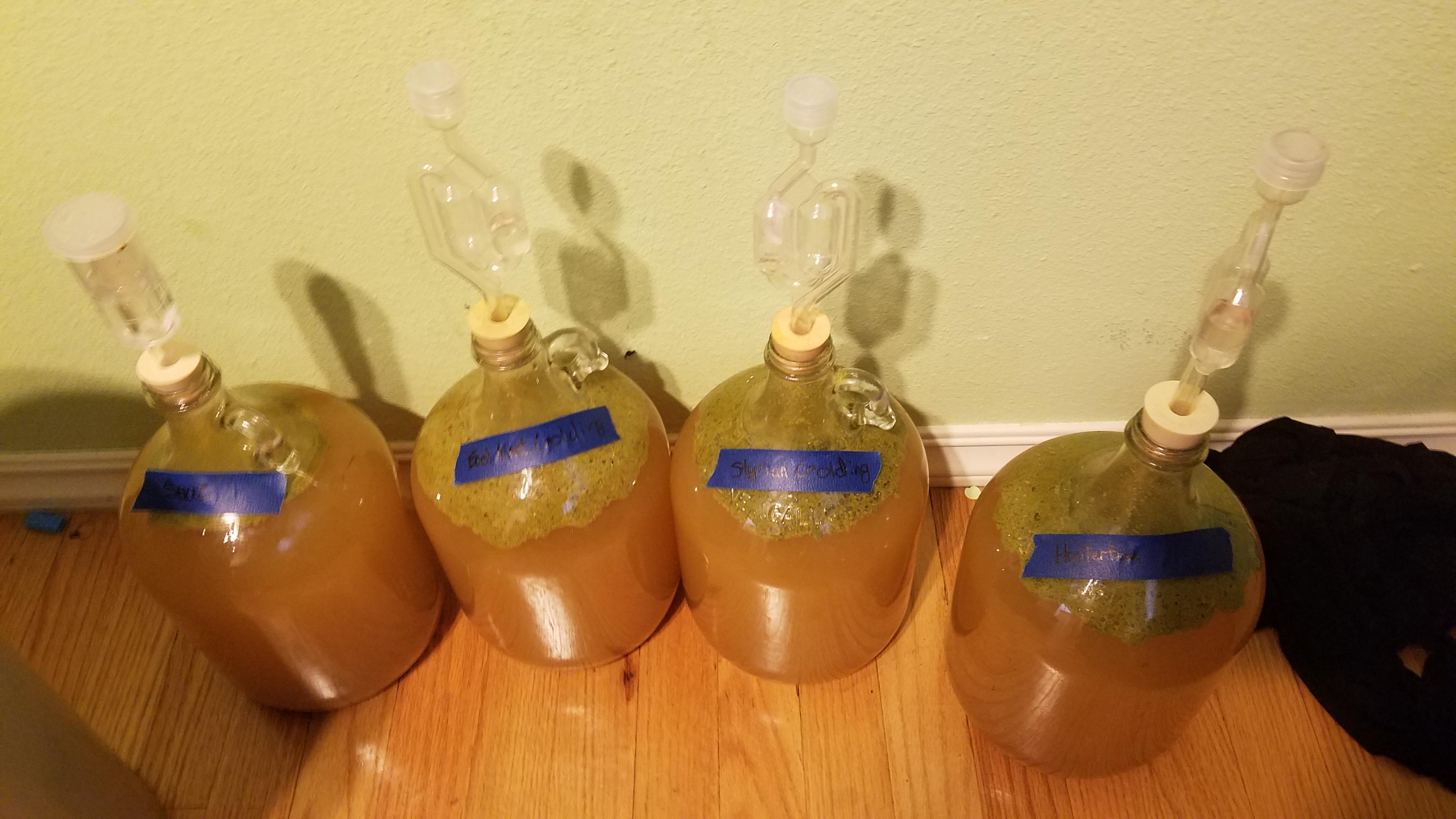 2021 dry hop trials! Saaz, hallertau, east Kent goldings, Styrian