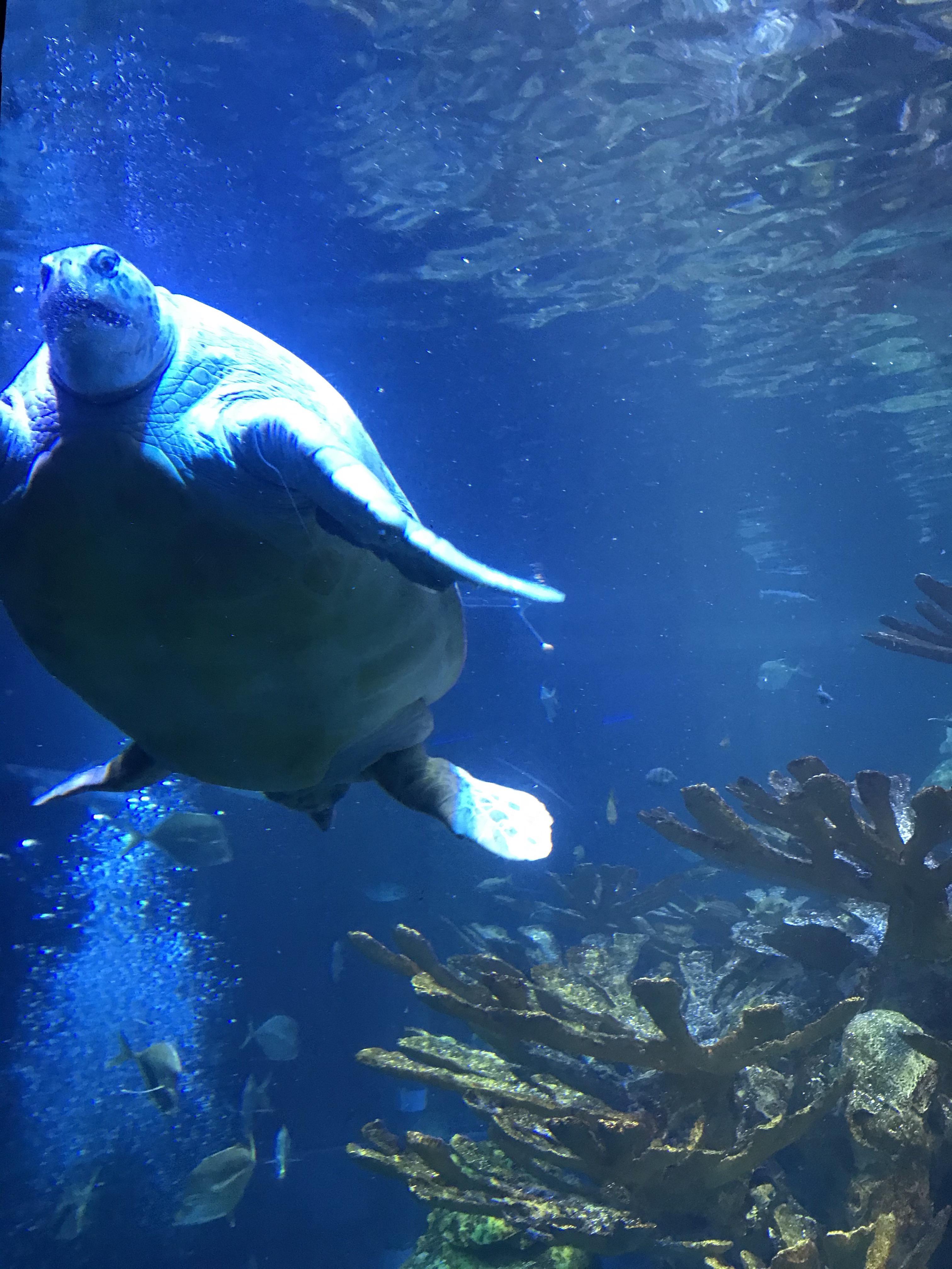 Myrtle a green sea turtle at the New England Aquarium is more than 90