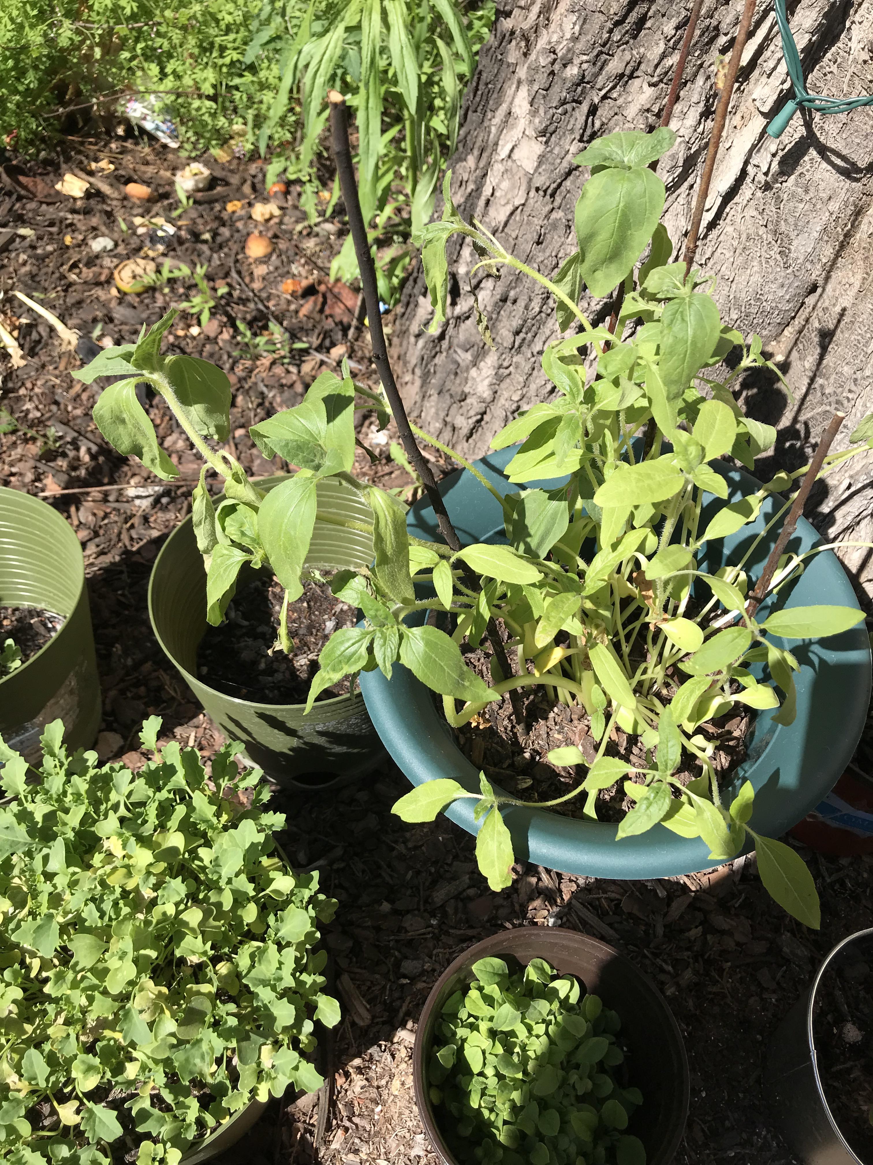 Why are my sunflowers wilting/ r/gardening