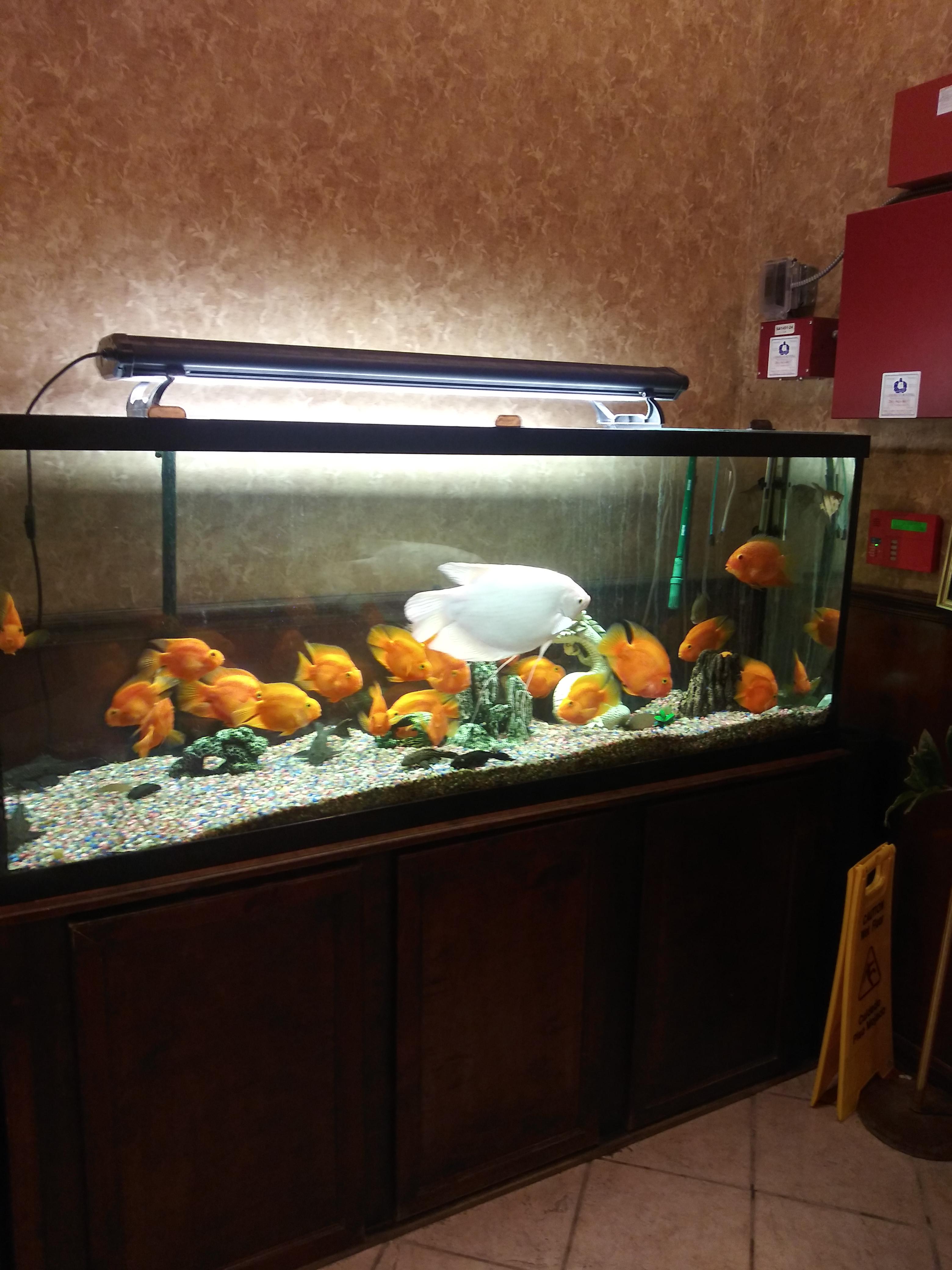 Way too overstocked. There are 20 Parrot cichlids in this tank, 2